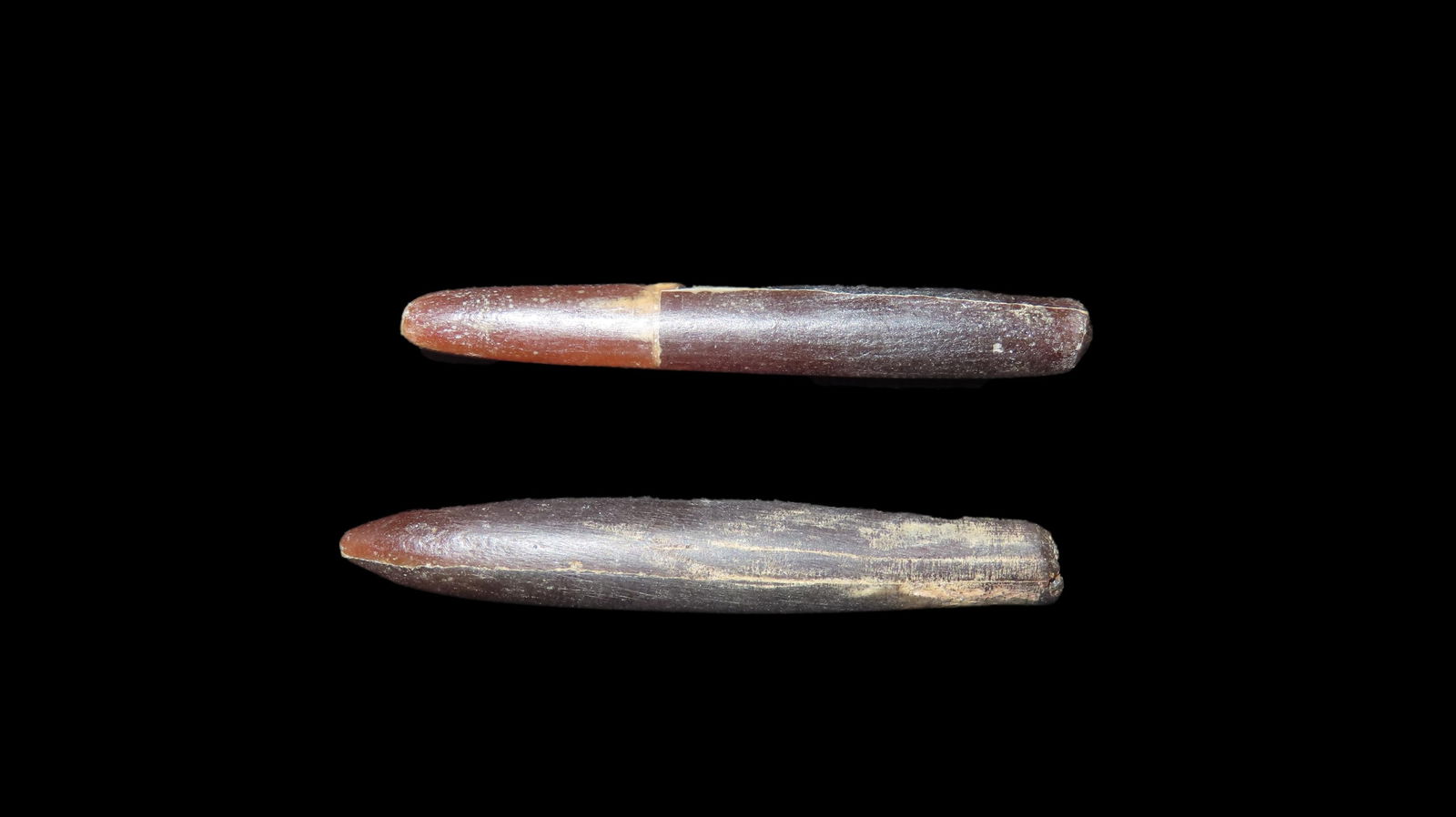 Fossil Belemnites, Ancient squid-like cephalopods, Jurassic/Cretaceous, Northern Missouri (1 of 3)