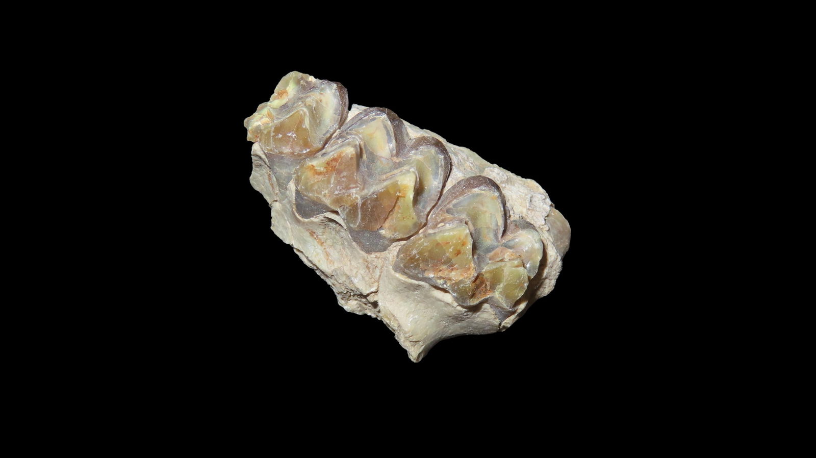 Fossil Mammal Jaw Bone and Teeth, Cretaceous Era, 66/65 Million Years Old (1 of 6)