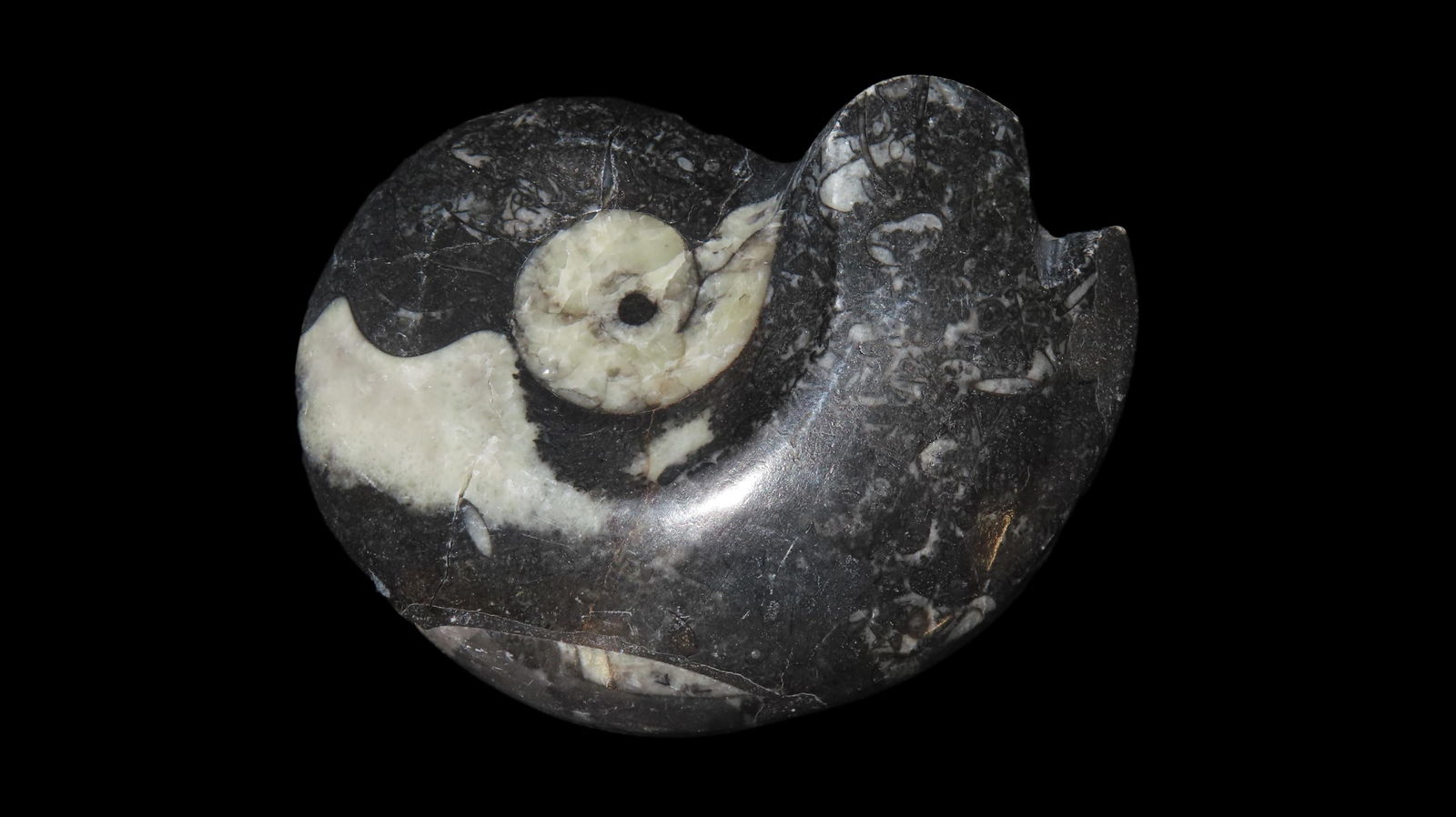 3 1/2" Ammonit Fossil (1 of 6)