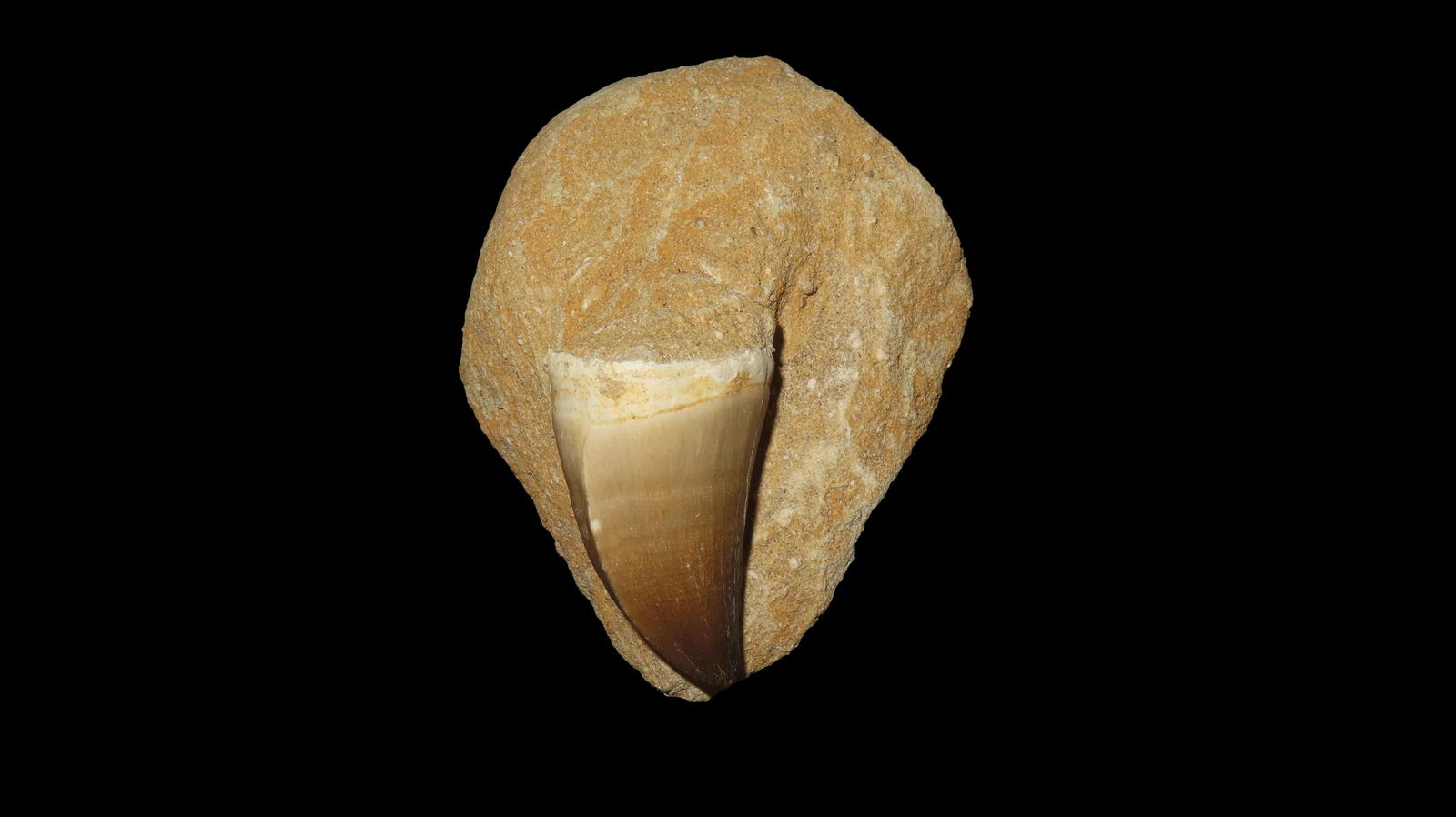 Fossilized Masasaurus Dinosaur tooth in Matrix (1 of 6)