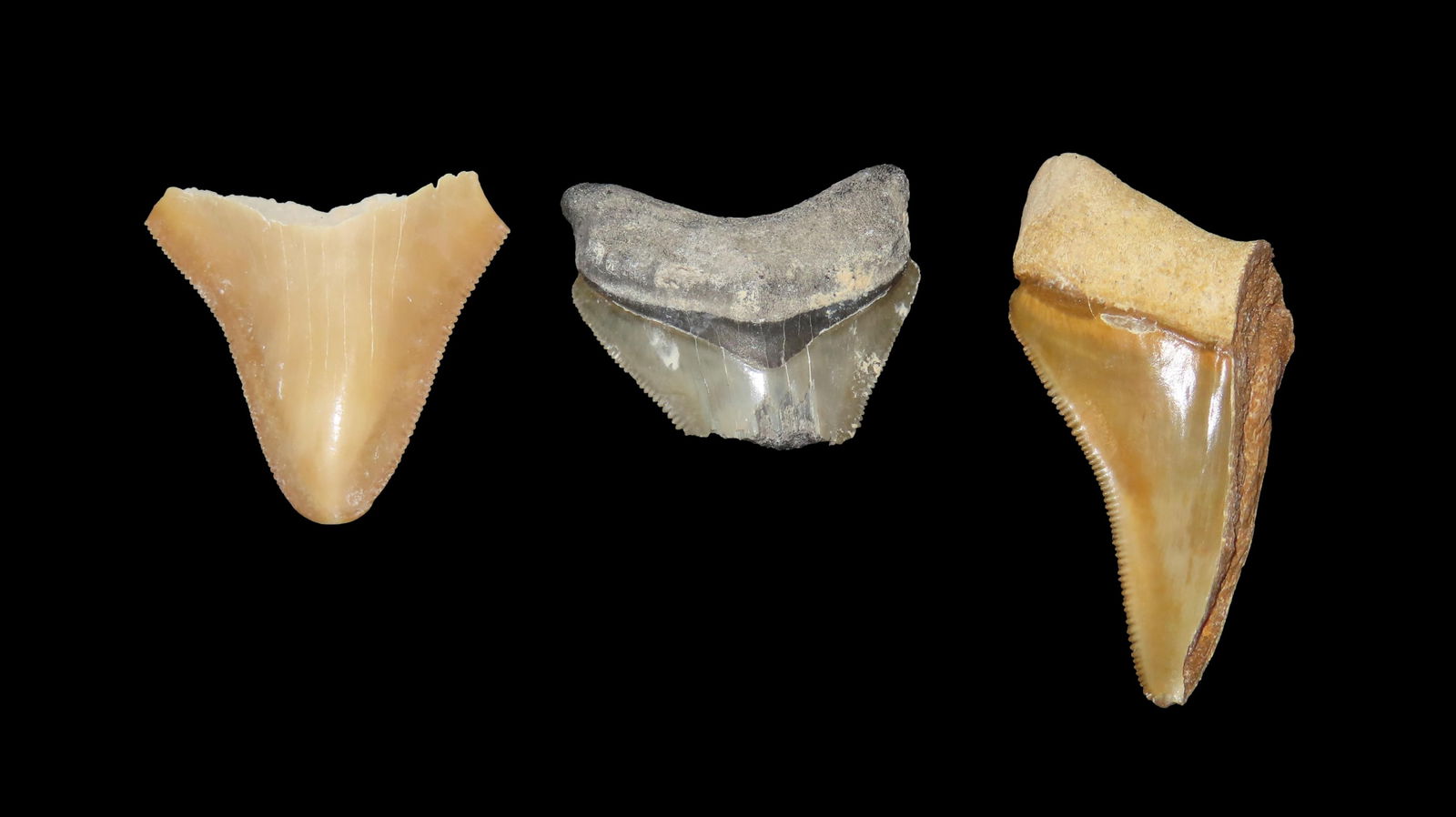 Rare Bone Valley Florida Shark Tooth Fossil: Rare Bone Valley Florida Shark Tooth Fossil