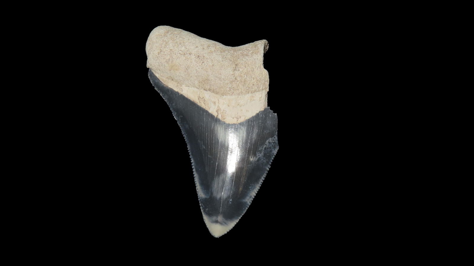 Rare Bone Valley Florida Shark Tooth Fossil (1 of 6)
