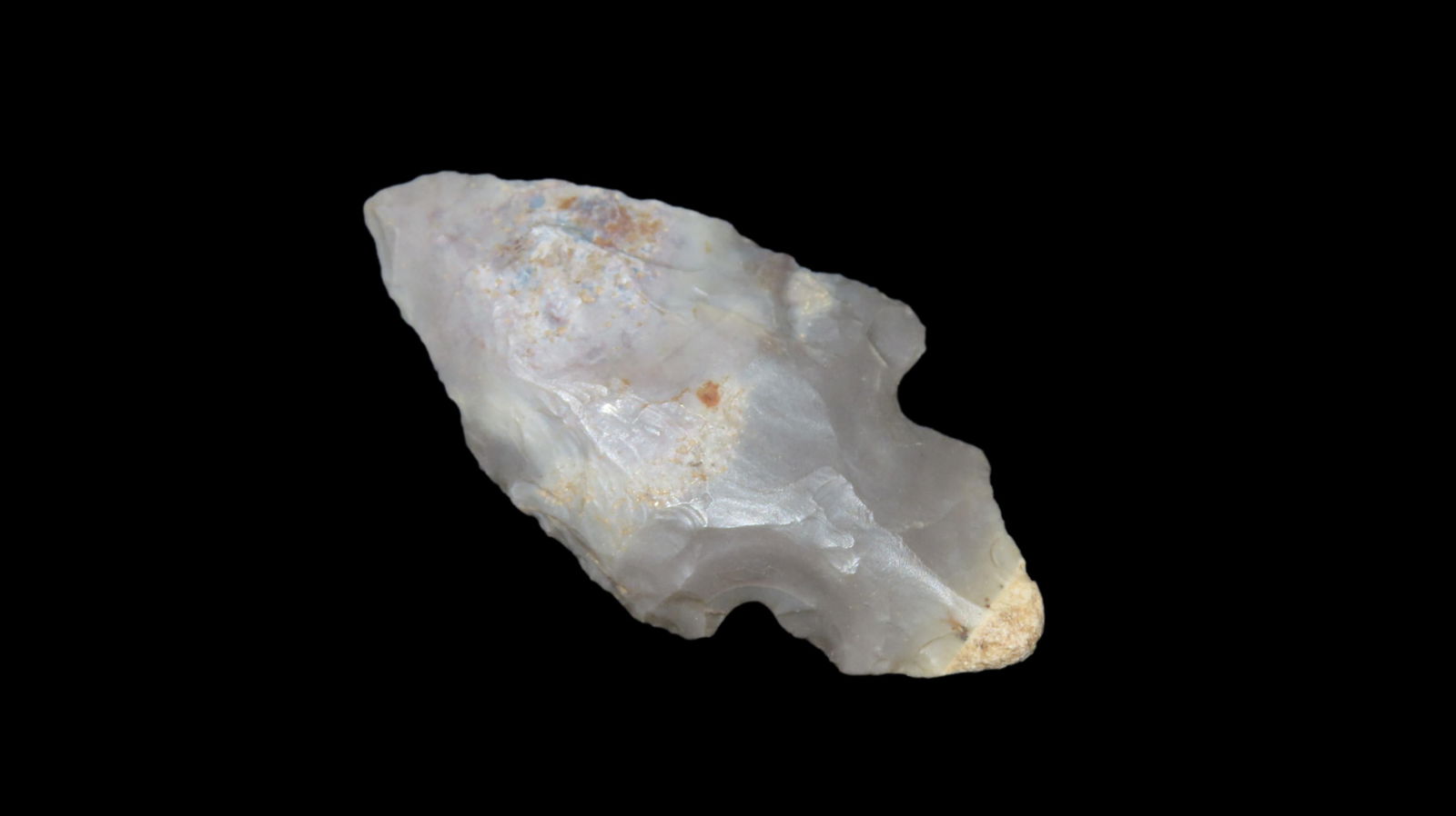 2" Turkeytail From Southeast Region of US, Ex. Walt McIntire (1 of 6)