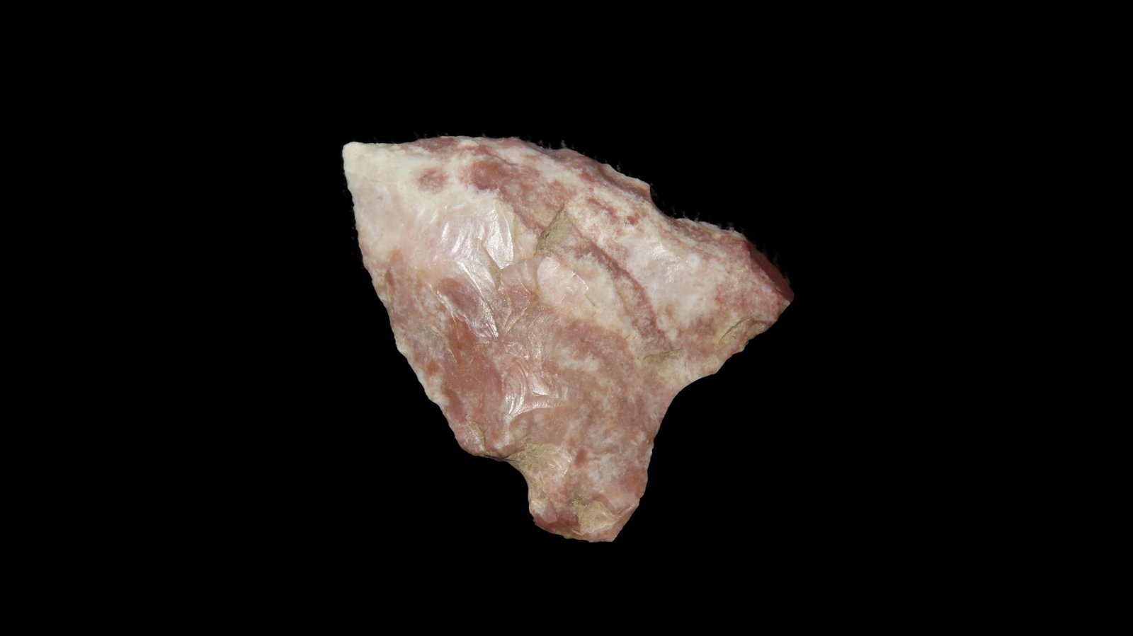 1 1/8" Fox Ear, Found by Gary Nelson Van Buren Co., Iowa: 1 1/8" Fox Ear, Found by Gary Nelson Van Buren Co., Iowa