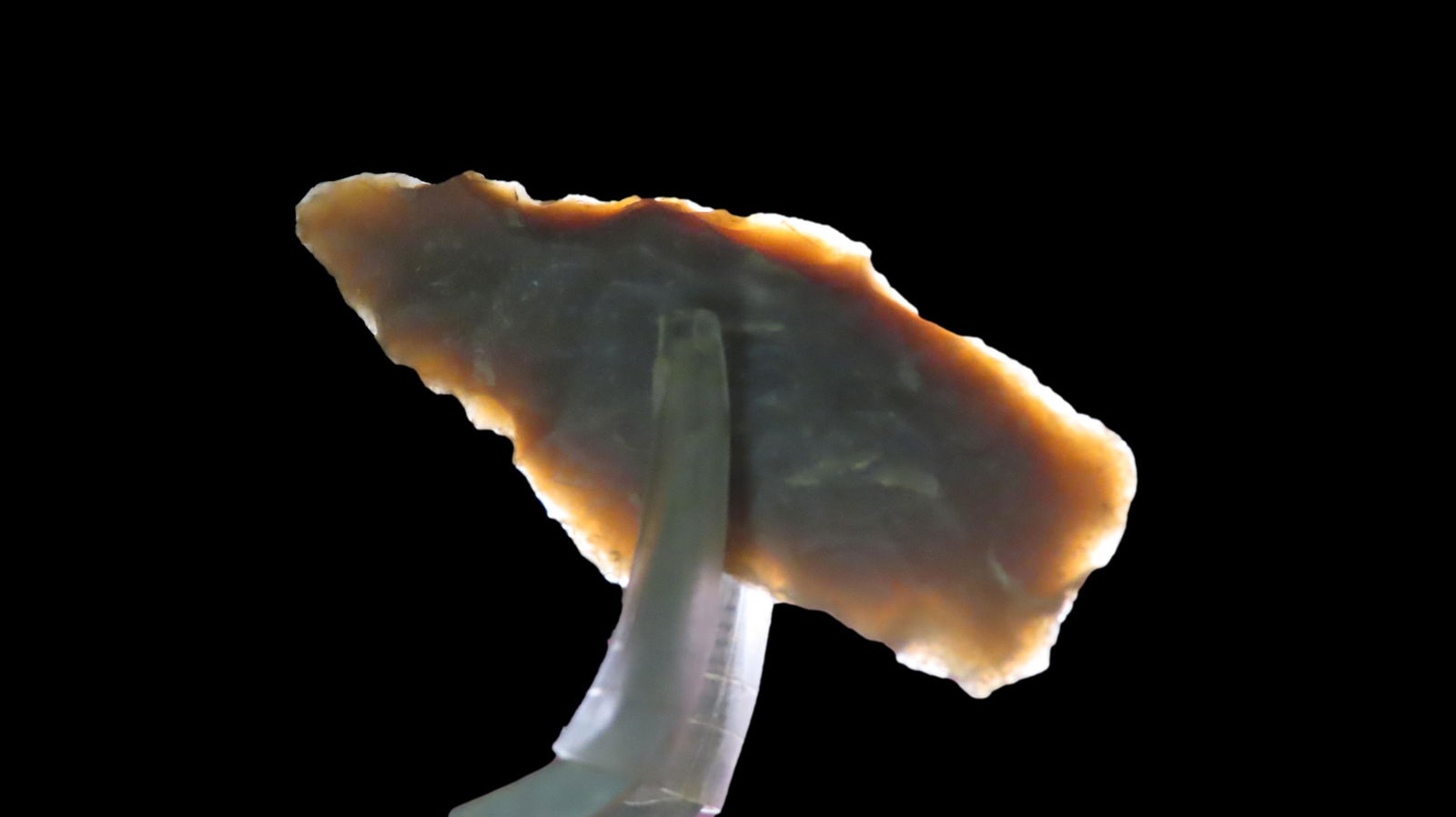 2 1/8" Adena Robbins, Kentucky / Tennessee, Ex. Walt McIntyre: 2 1/8" Adena Robbins, Kentucky / Tennessee, Ex. Walt McIntyre