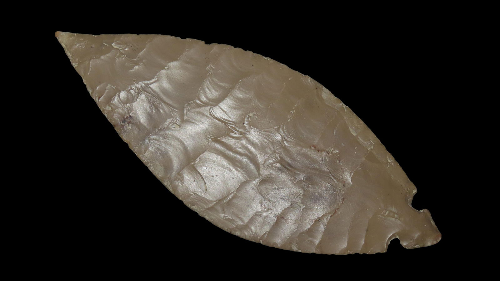 6 3/4" x 2 1/2" CAST of Turkey Tail: 6 3/4" x 2 1/2" CAST of Turkey Tail