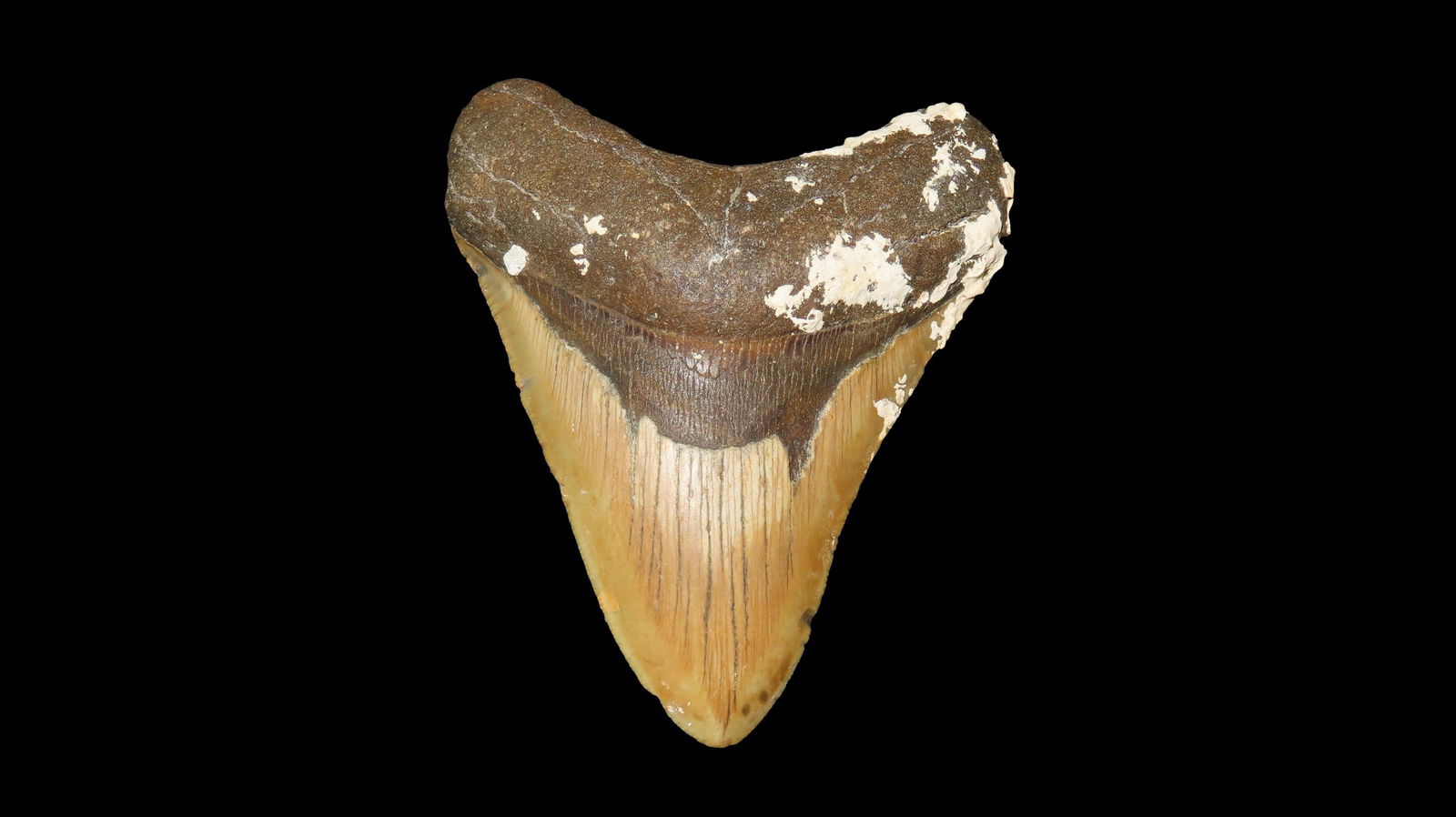 4 1/8" Megalodon Fossilized Sharks Tooth, Found in South Carolina (1 of 6)