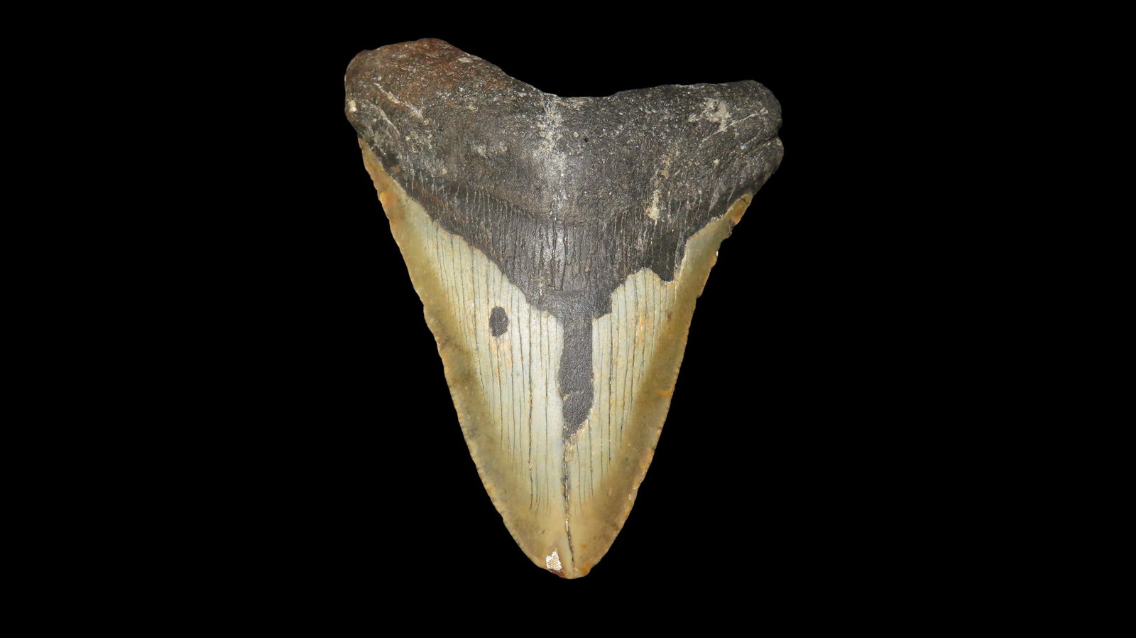 4 1/16" Megalodon Fossilized Sharks Tooth, Found in South Carolina (1 of 6)