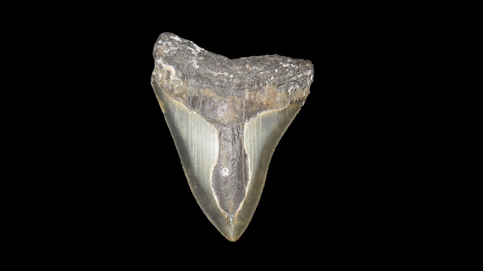 3 7/8" Megalodon Fossilized Sharks Tooth, Found in South Carolina (1 of 6)