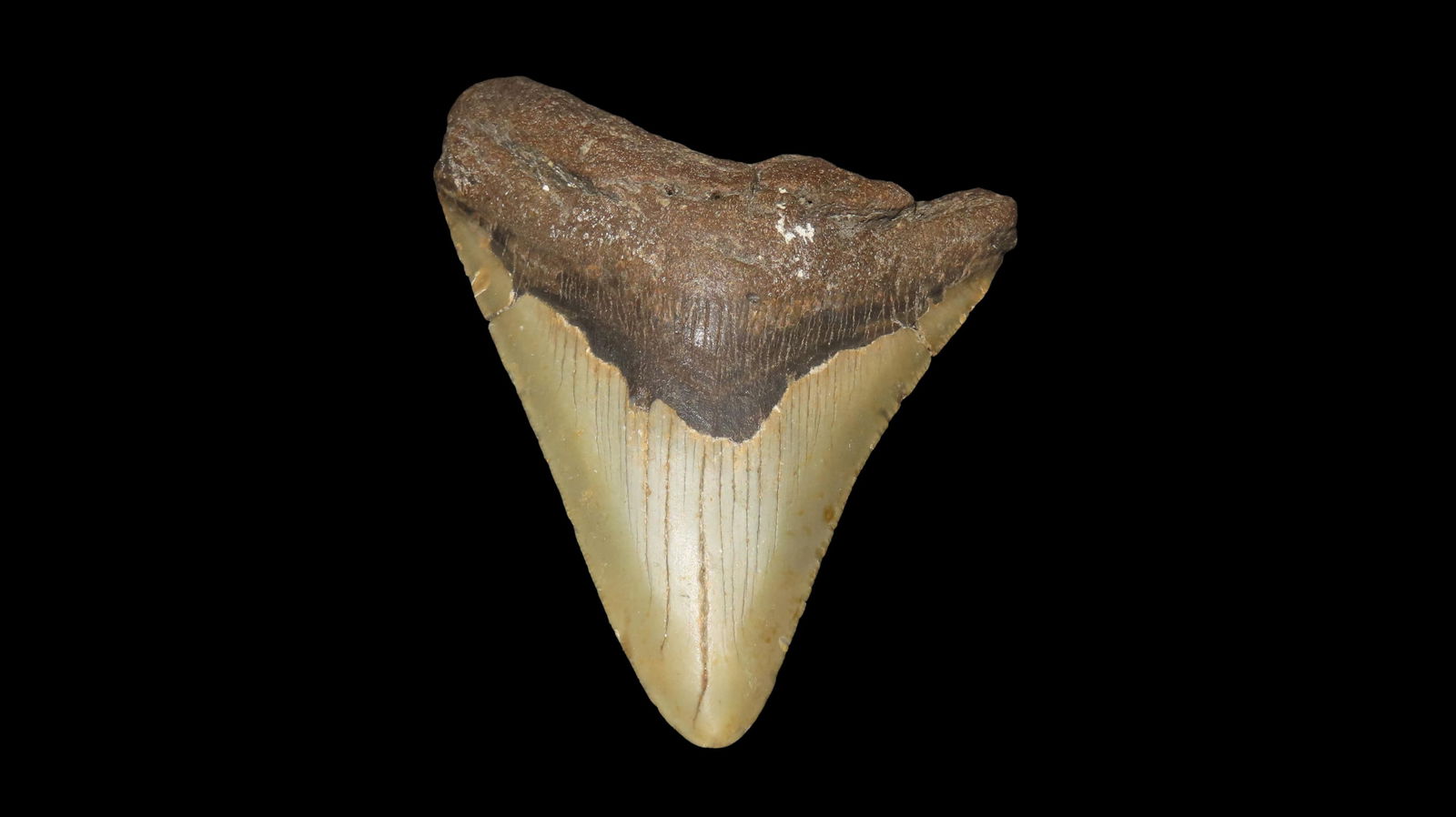 4 3/8" Megalodon Fossilized Sharks Tooth, Found in South Carolina (1 of 6)