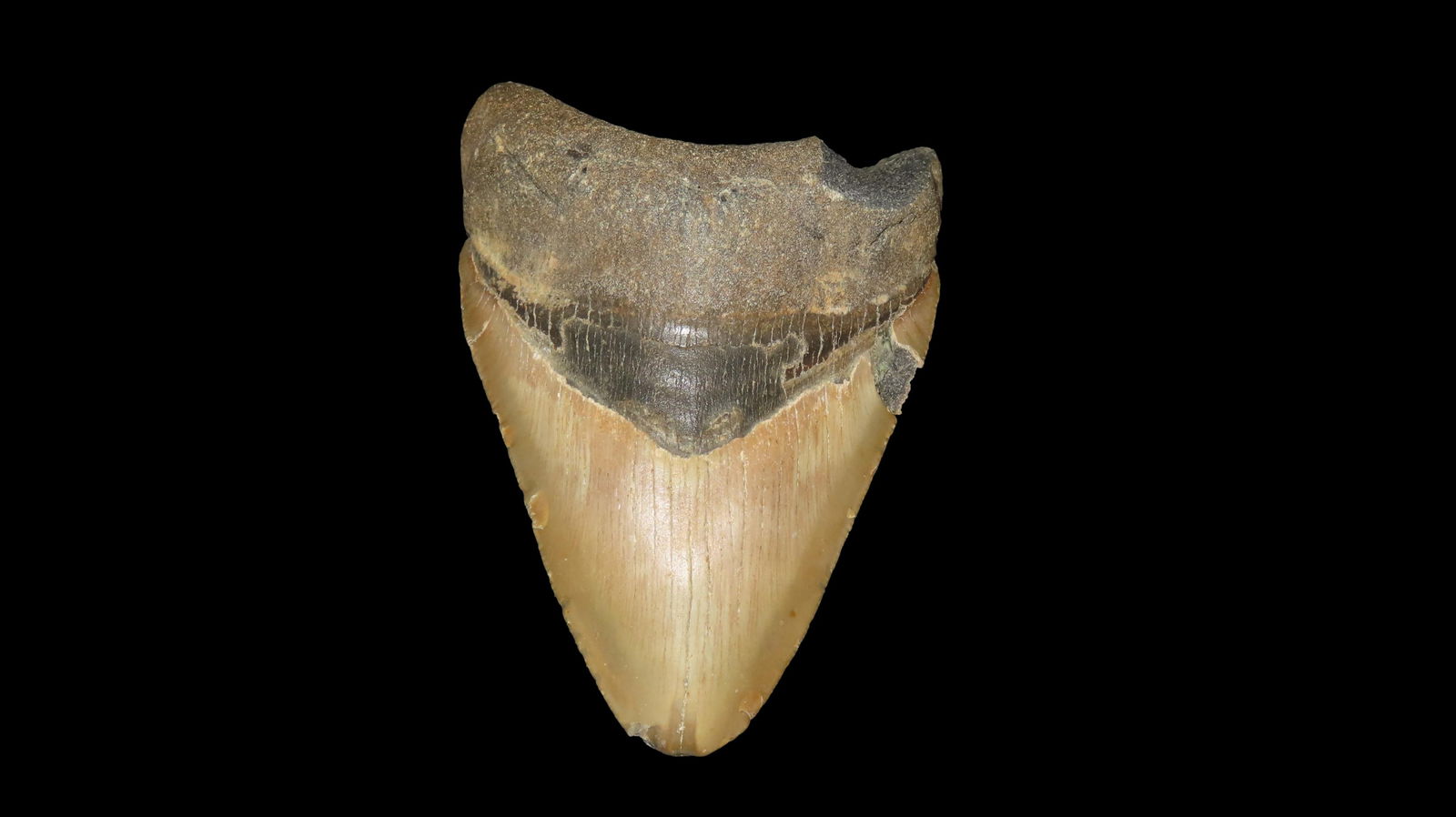 3 15/16" Megalodon Fossilized Sharks Tooth, Found in South Carolina (1 of 6)