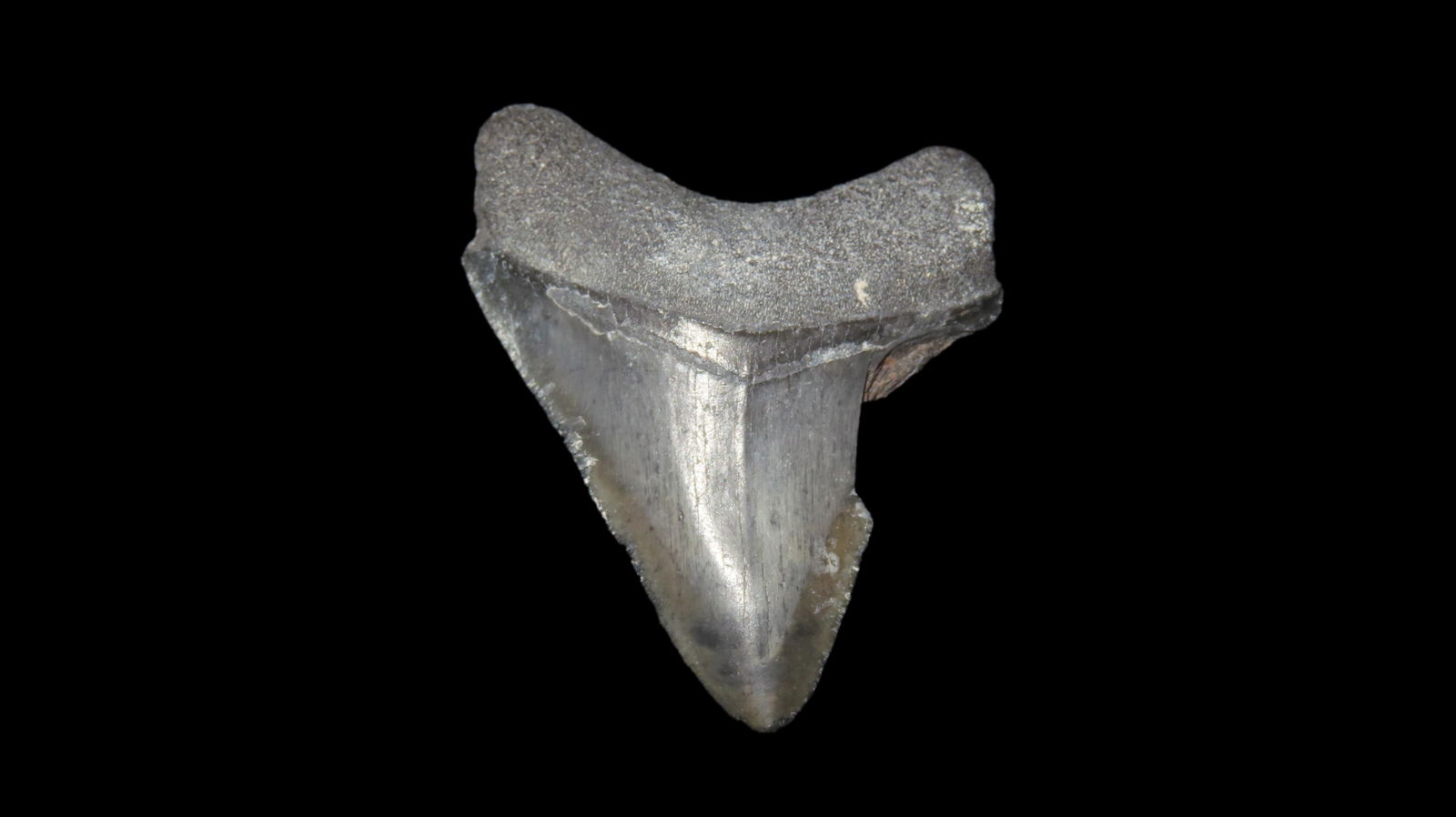 Rare Bone Valley Florida Shark Tooth Fossil.: Rare Bone Valley Florida Shark Tooth Fossil.