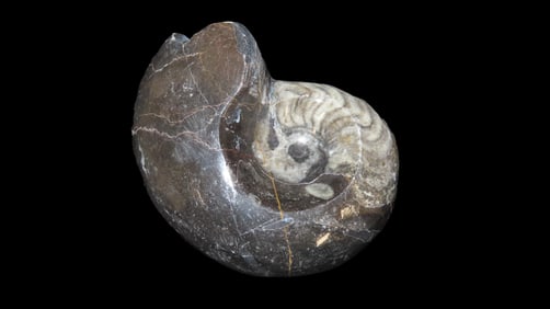 Polished Fossil. Ammonite. 100 Million Years Old.