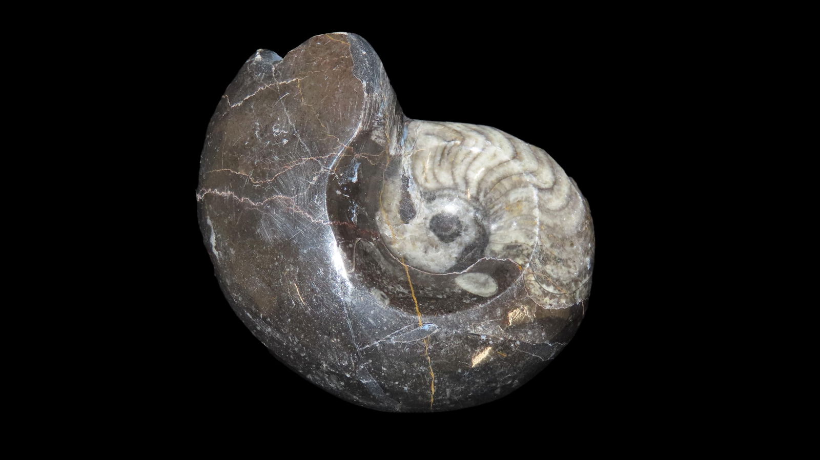 Polished Fossil. Ammonite. 100 Million Years Old. (1 of 6)