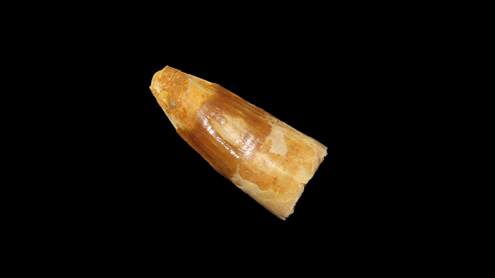 Fossil Spinosaurus Tooth Dinosaur. Upper Cretaceous Period. Prehistoric. Found in Egypt. 112 MYO - (1 of 6)