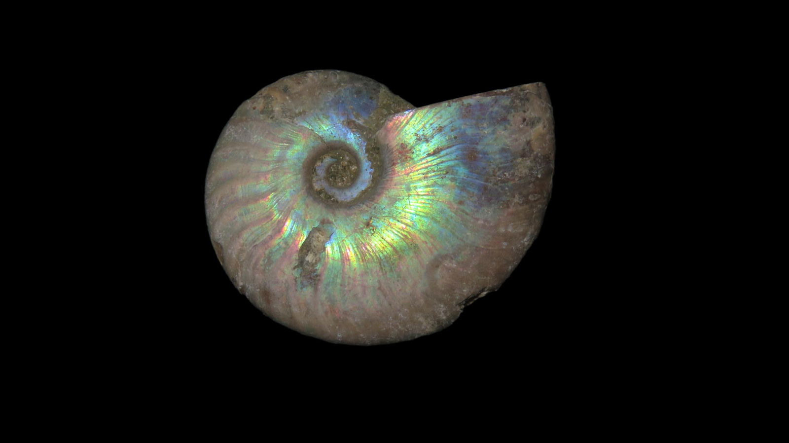 Outstanding Iridescence. Ammonite Fossil. 110 Million Years Old. Cleoniceras Ammonite (1 of 6)