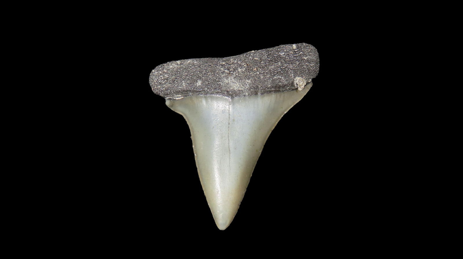 2 1/16" Mako Shark Tooth Fossil. Millions Years Old. Found in Florida. (1 of 7)