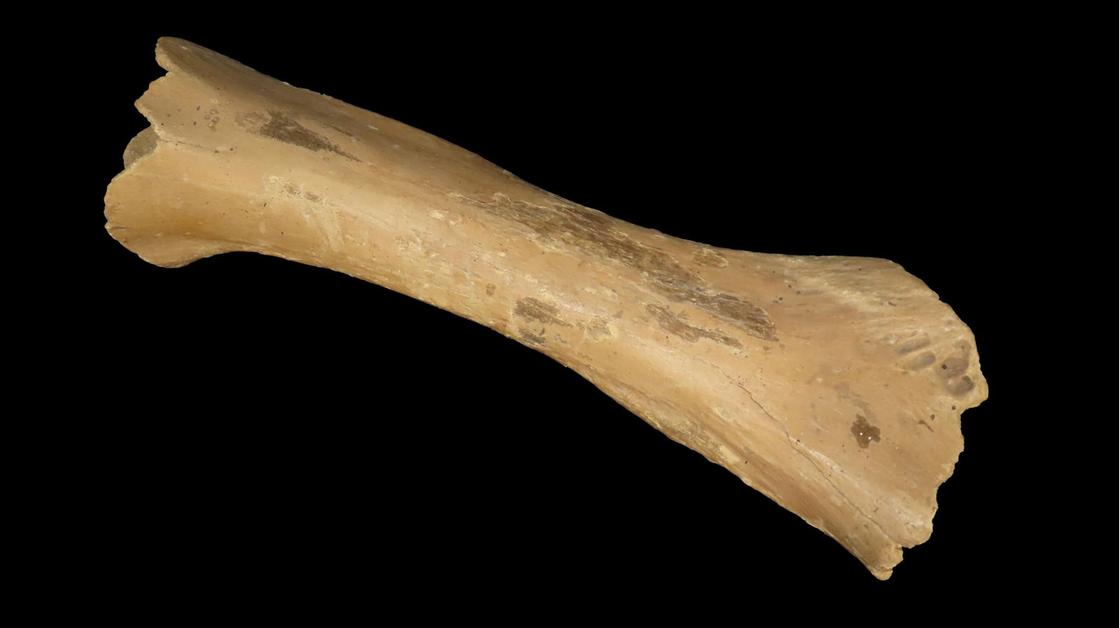 25 3/4” Mammoth or Mastodon Bone, found in Iowa (1 of 7)