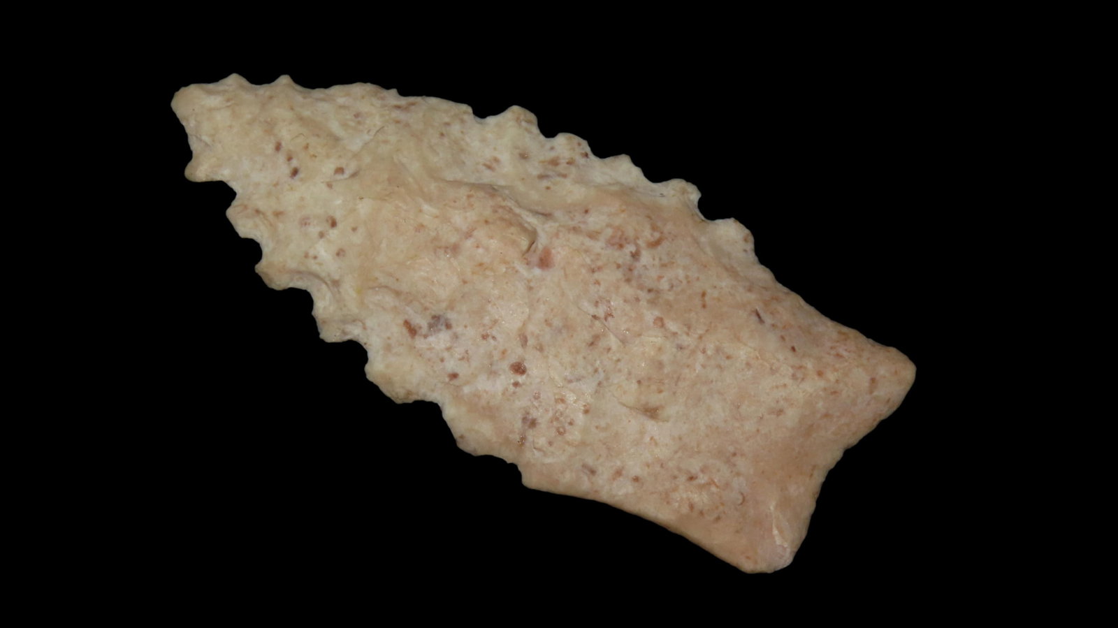 2 1/4” Serrated Angostura Point: 2 1/4” Serrated Angostura Point