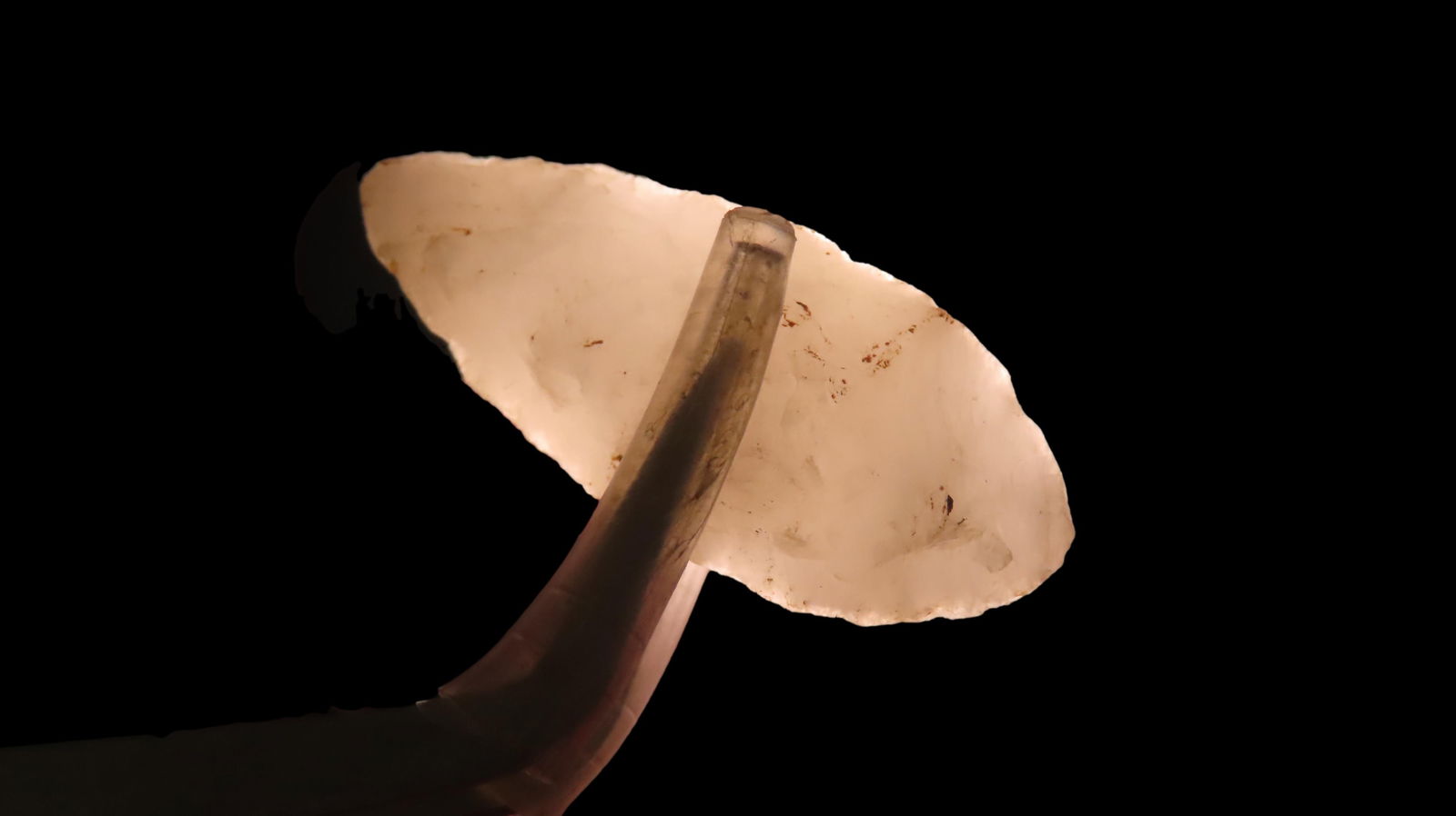 1 3/8” Quartz Nodena Point: 1 3/8” Quartz Nodena Point