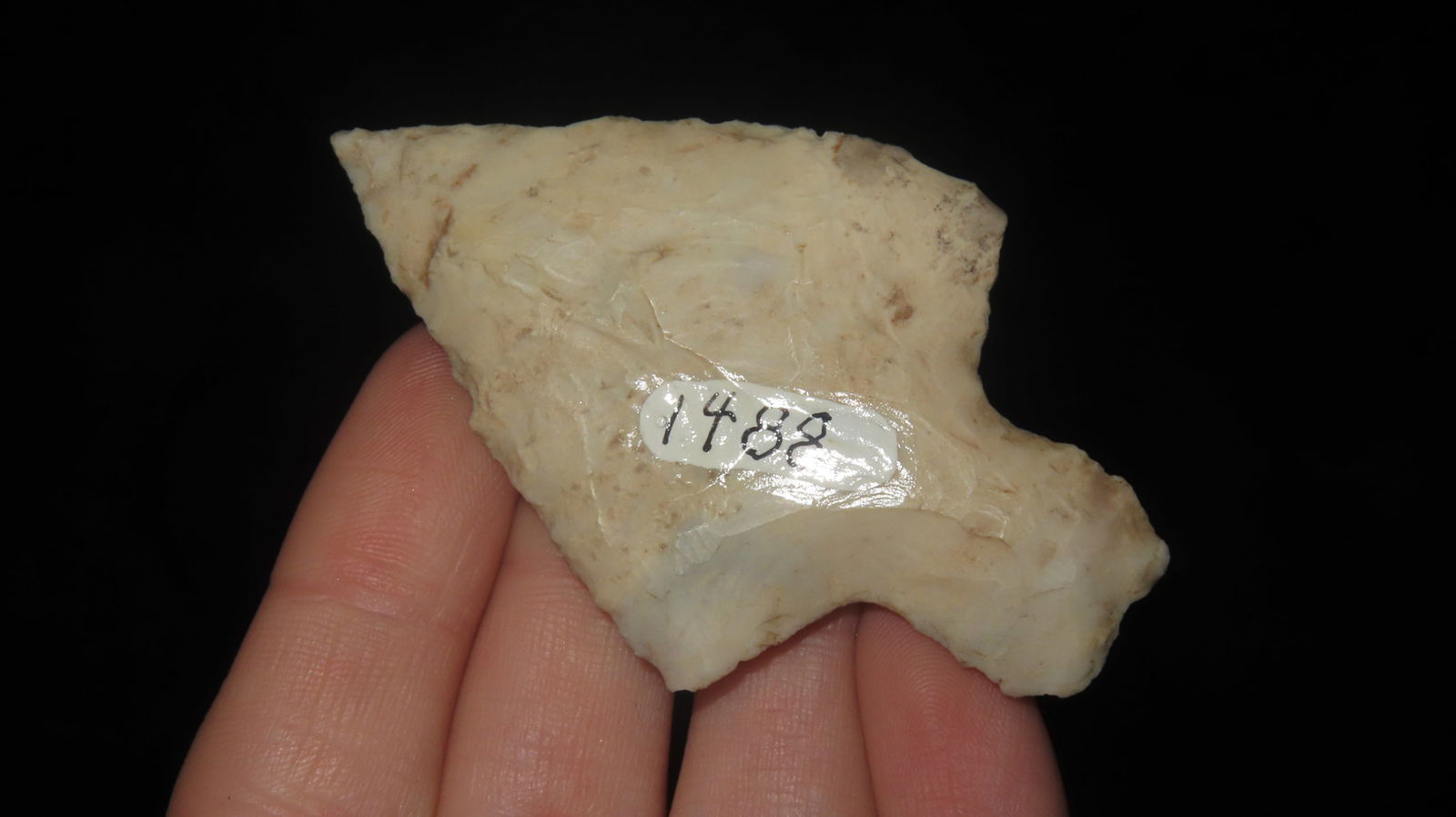 2 5/8” Long Stemmed Dickson Point - 2