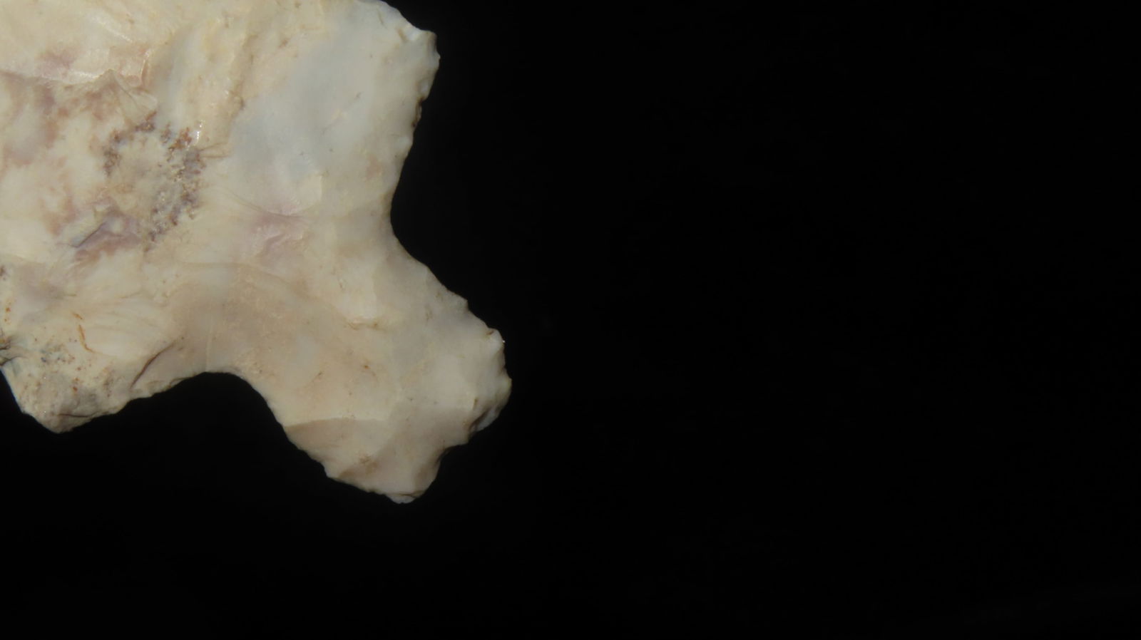 2 5/8” Long Stemmed Dickson Point - 5