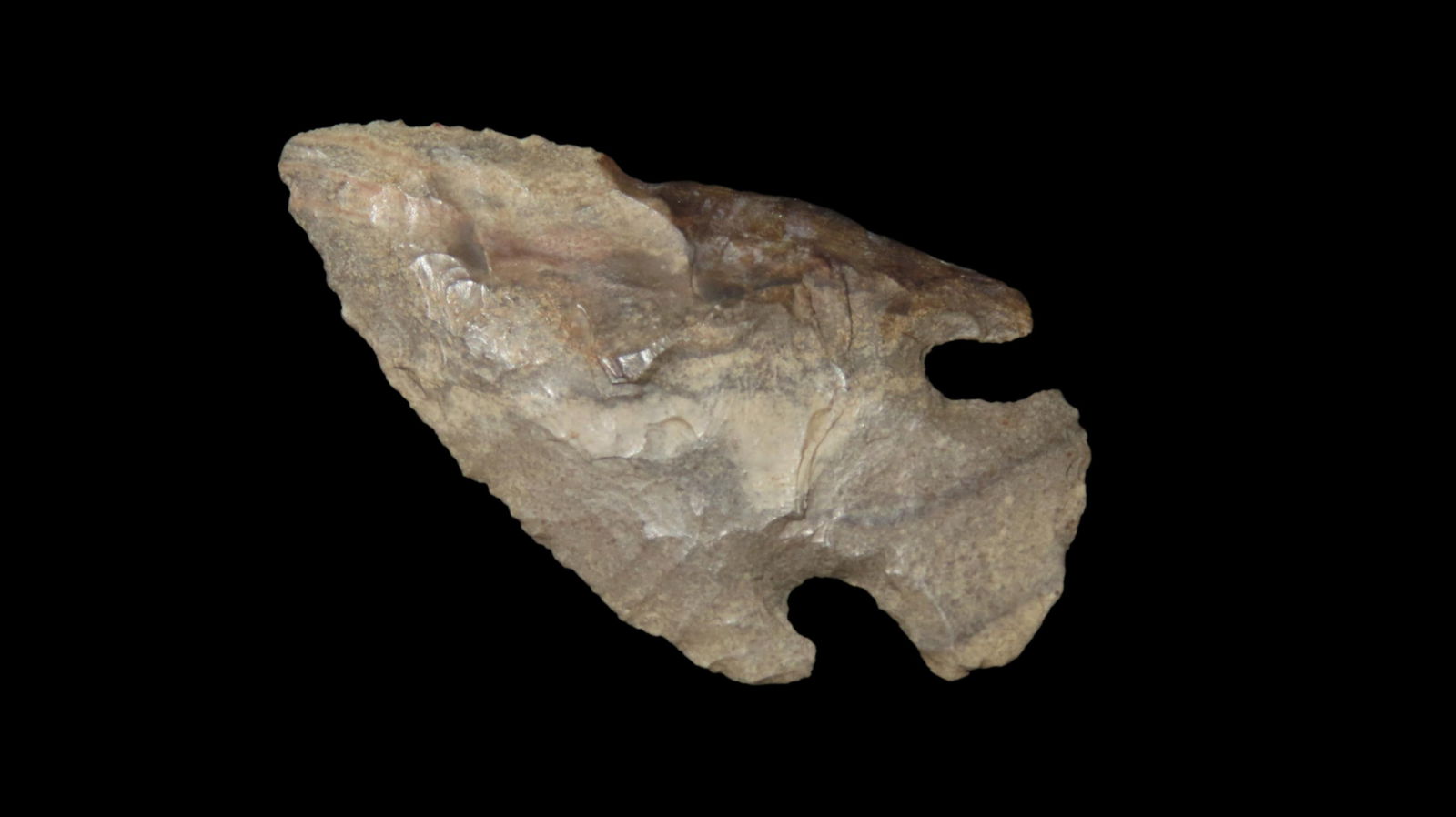 2" Restored Corner Notch Point: 2" Restored Corner Notch Point