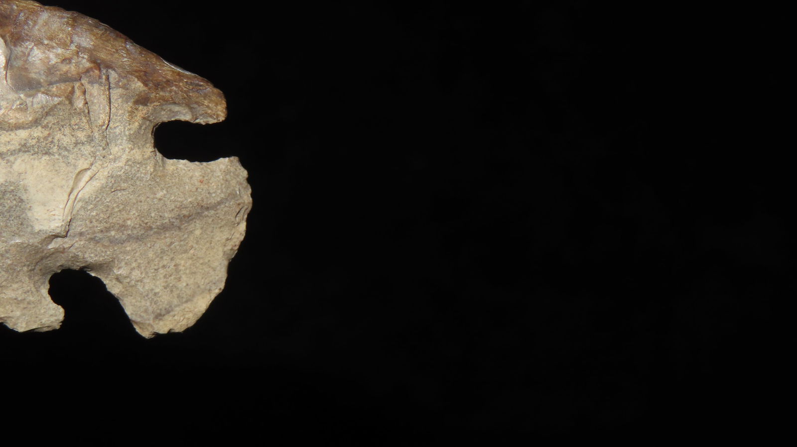 2" Restored Corner Notch Point - 5