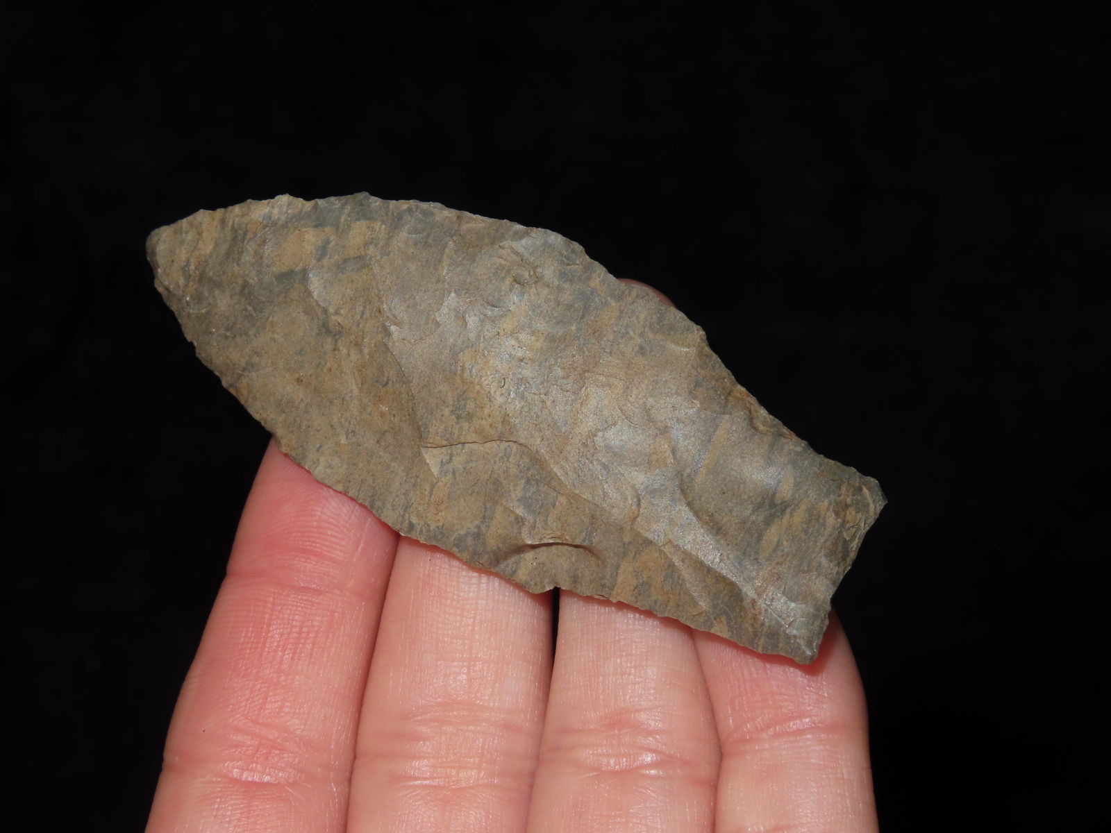 2 7/8" Adena Robins - 2