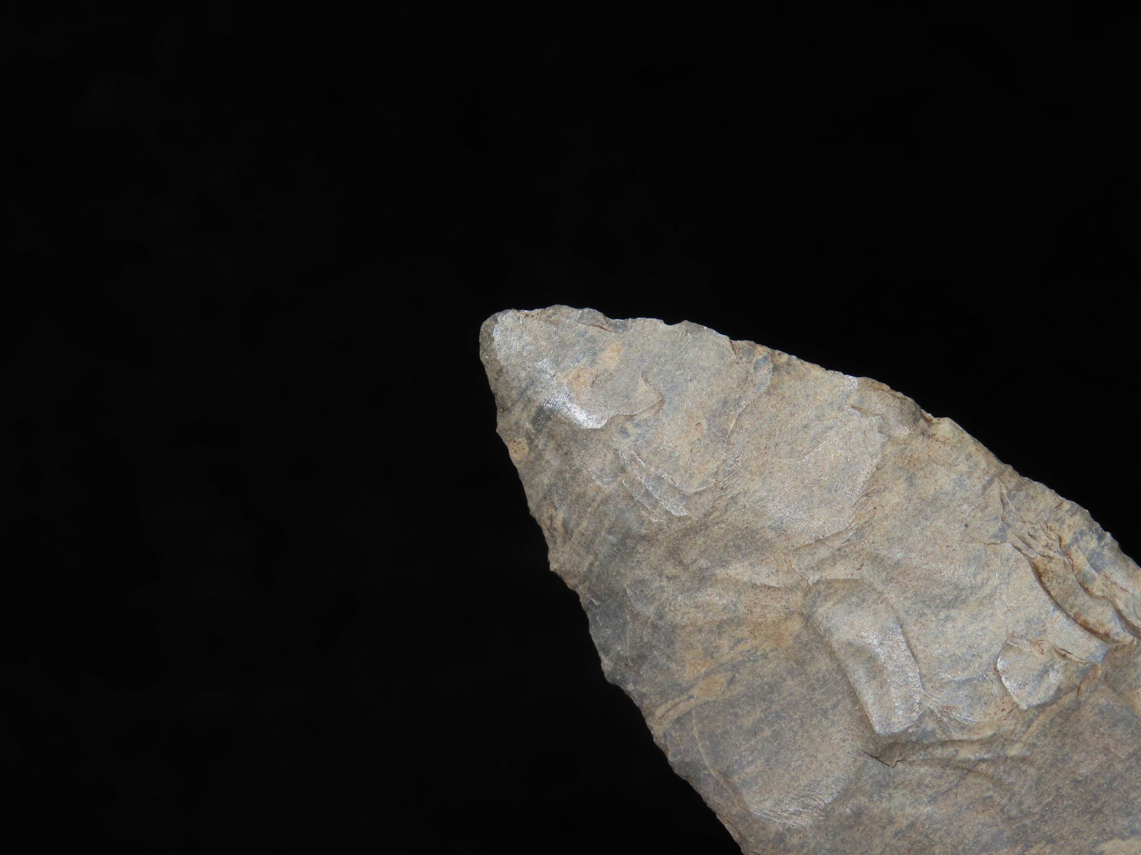 2 7/8" Adena Robins - 4