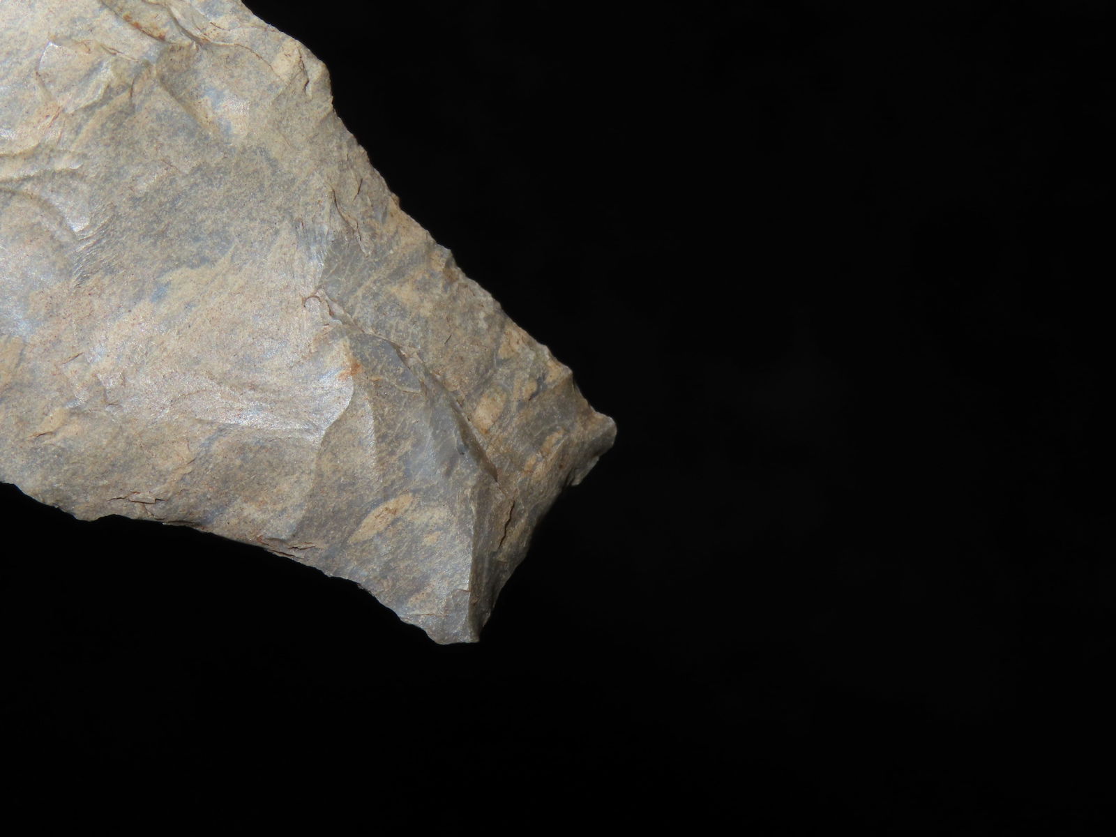 2 7/8" Adena Robins - 5