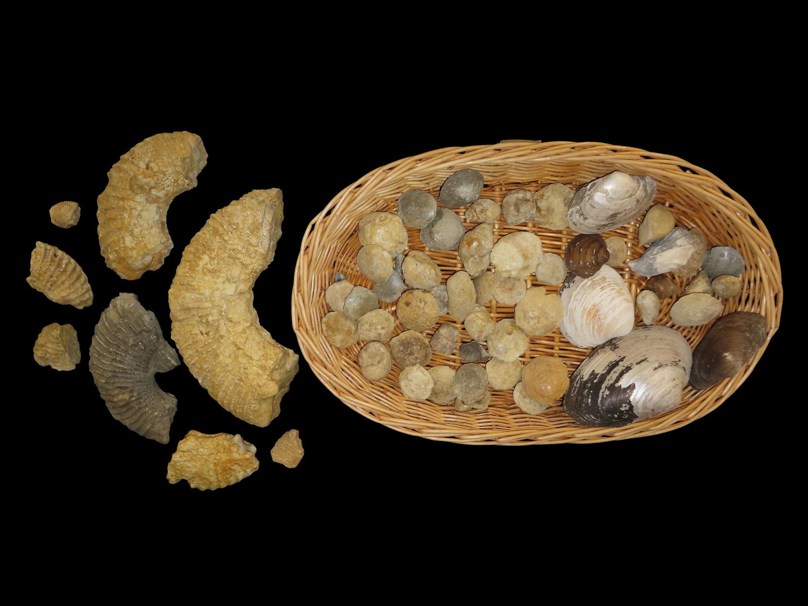 Lot of various minerals, fossils, and shells (1 of 10)