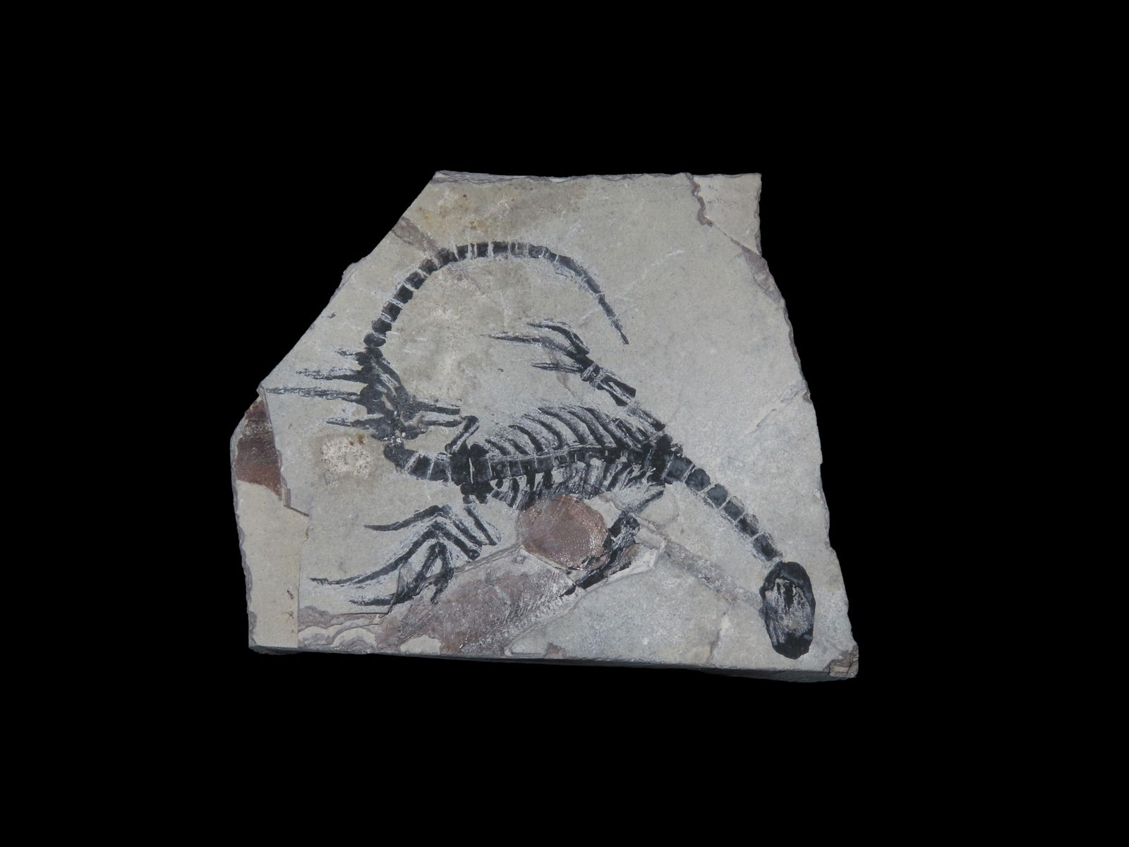 Amphibian Vertebra, Nothosauria, Jurasic. Dragon Dinosaur Fossil. (1 of 6)