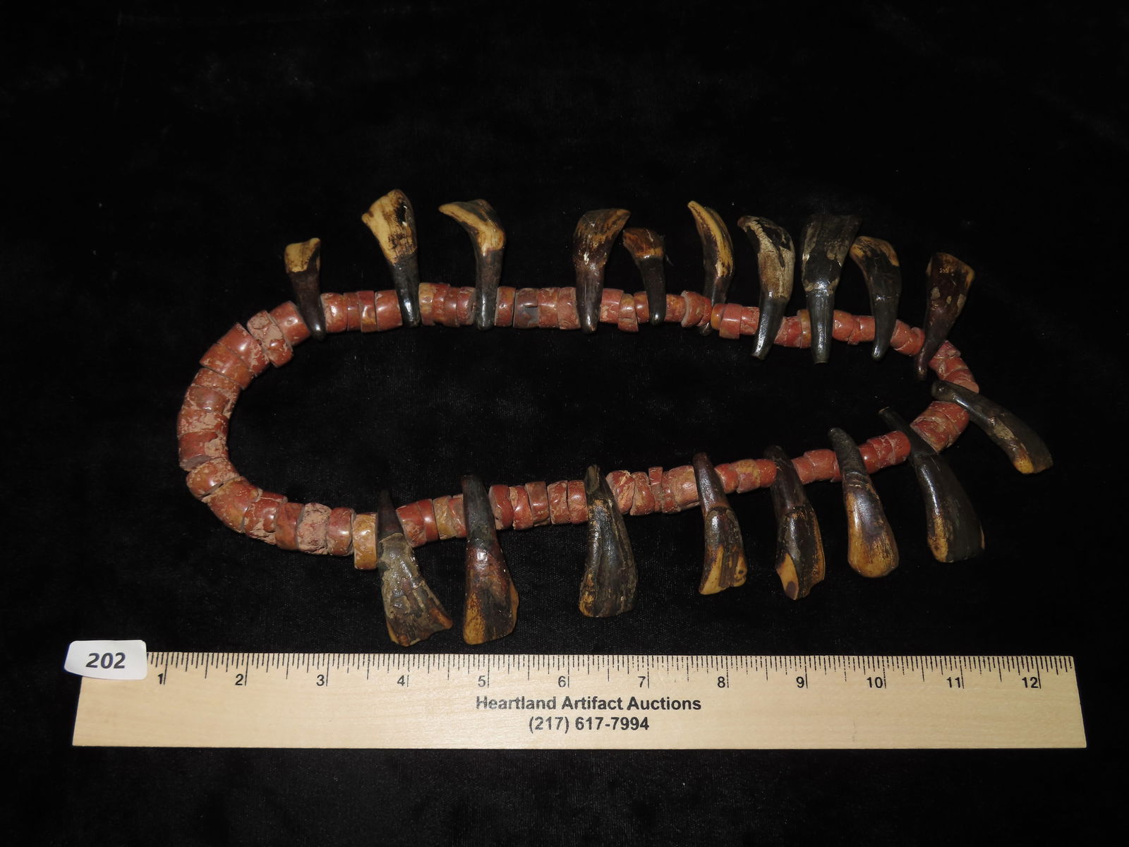 Buffalo Tooth Necklace. - 7