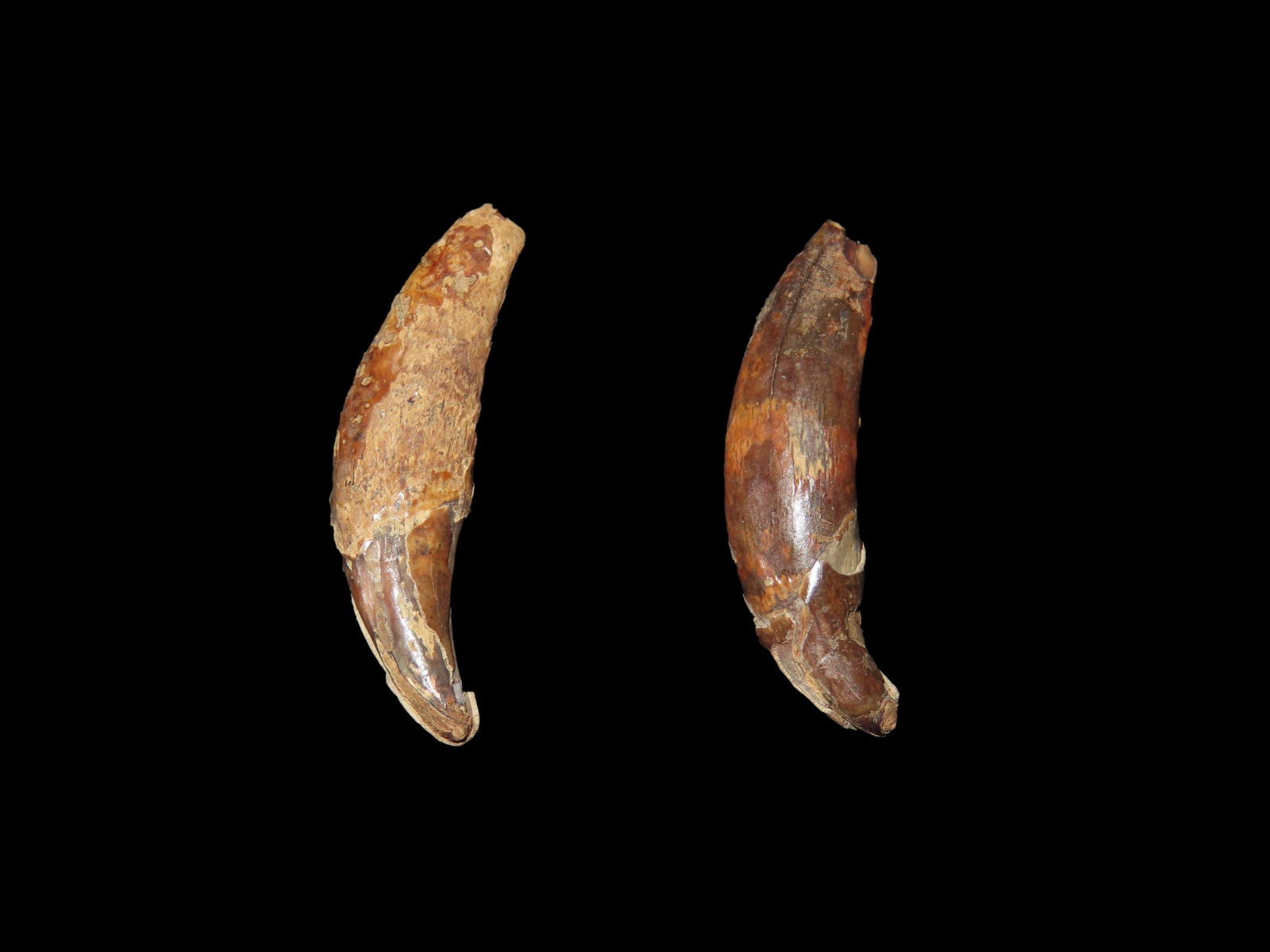 1 3/8" long each. Pair of Canine Teeth. Eskimo/Inuit. St. Lawrence Island, Alaska. Ex Litherland: 1 3/8" long each. Pair of Canine Teeth. Eskimo/Inuit. St. Lawrence Island, Alaska. Ex Litherland Collection.