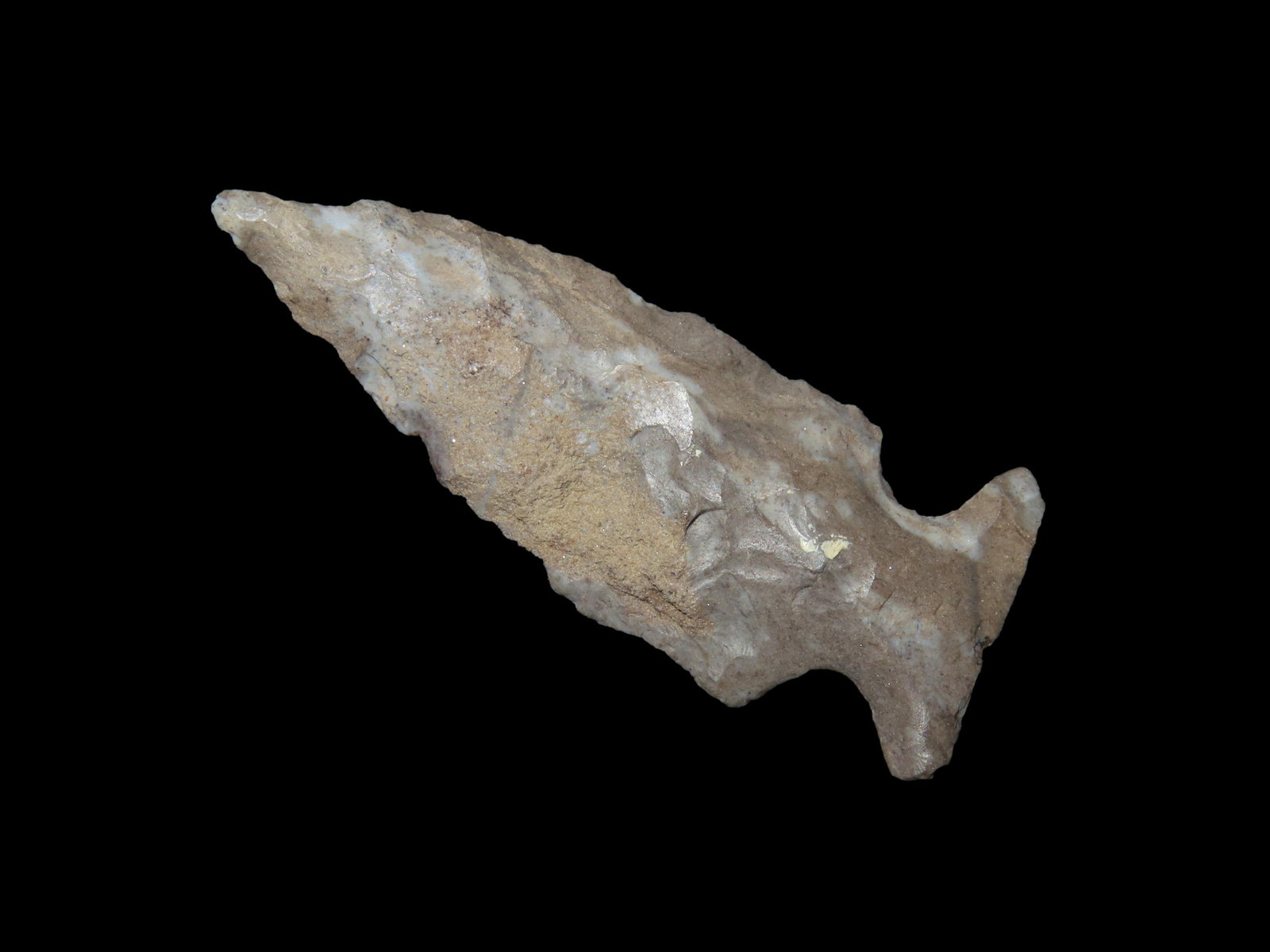 2" Scallon. Bird Point. Pettis County, Missouri.: 2" Scallon. Bird Point. Pettis County, Missouri.