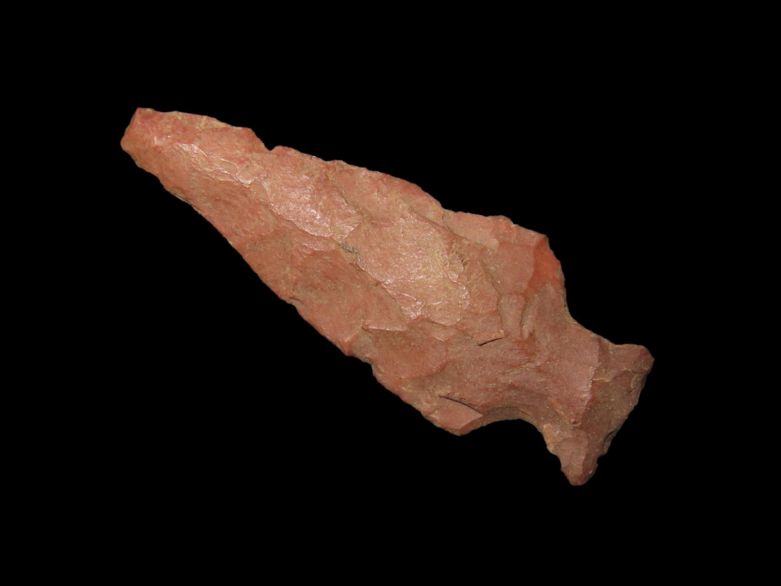 2" Scallon. Bird Point. Pettis County, Missouri.: 2" Scallon. Bird Point. Pettis County, Missouri.