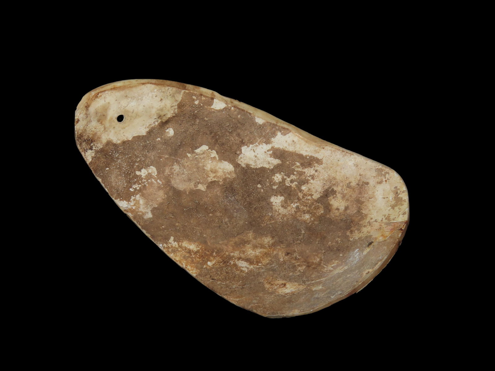 5 7/8" Conch Shell Gorget. Cross County, Arkansas. Ex Bill Rowlett, Jene Johns. (1 of 8)