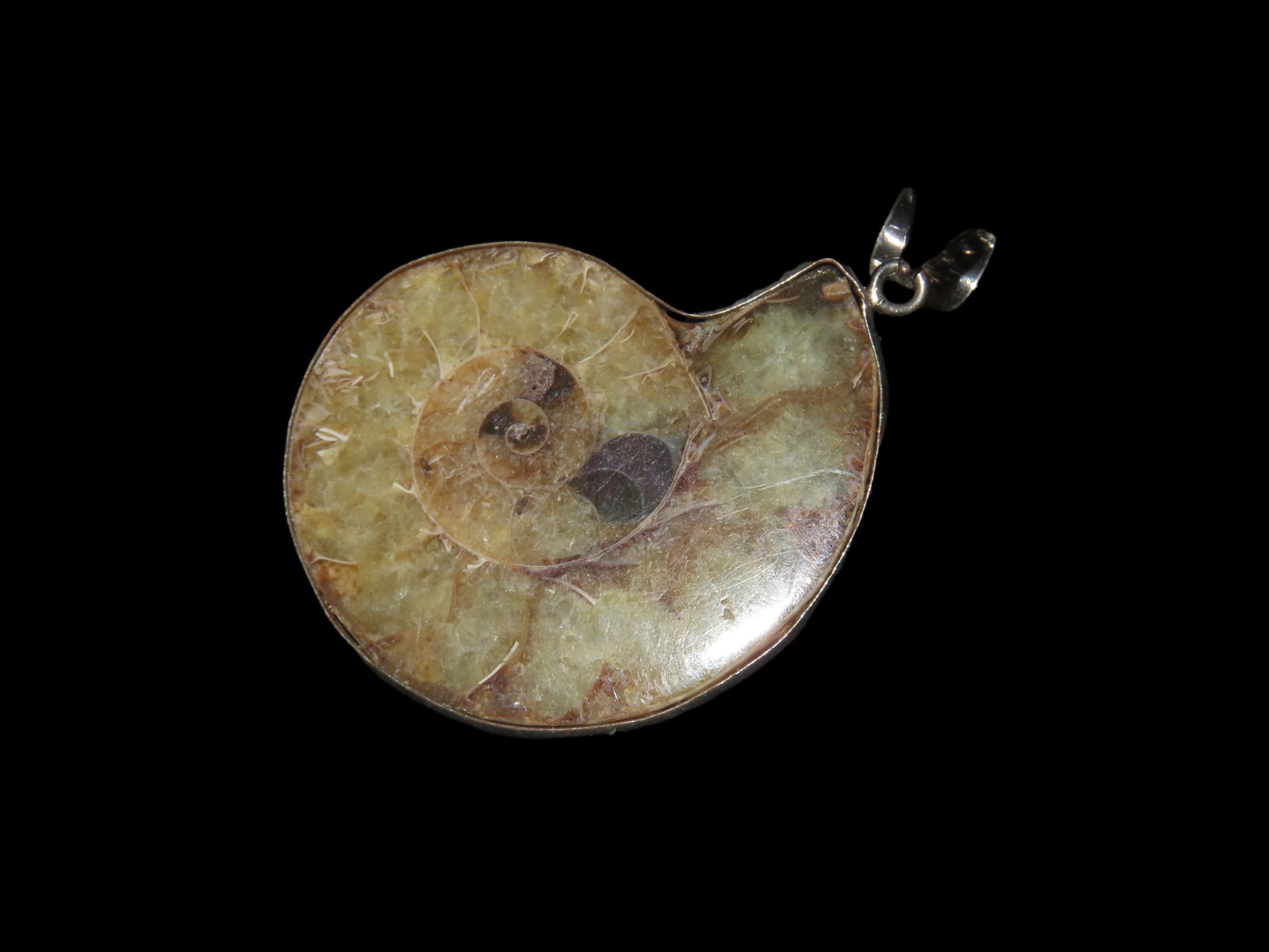 Fossillized Ammonite Pendant. Sliced & Polished. Thrived During the Devonian & Cretaceous Period. (1 of 4)