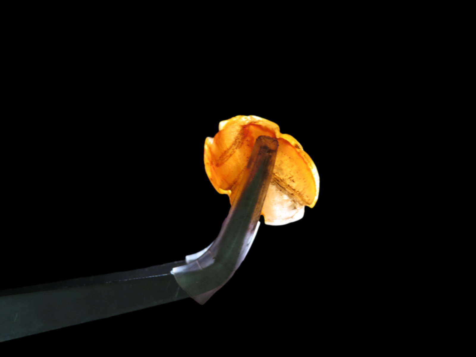 Miniature Brown Beetle: Miniature Brown Beetle