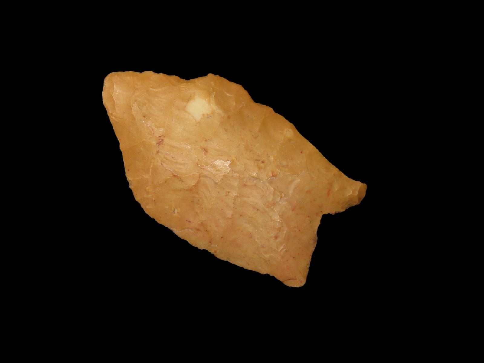 2" Dalton Pelican Quad Walnut Ridge Ark: 2" Dalton Pelican Quad Walnut Ridge Ark