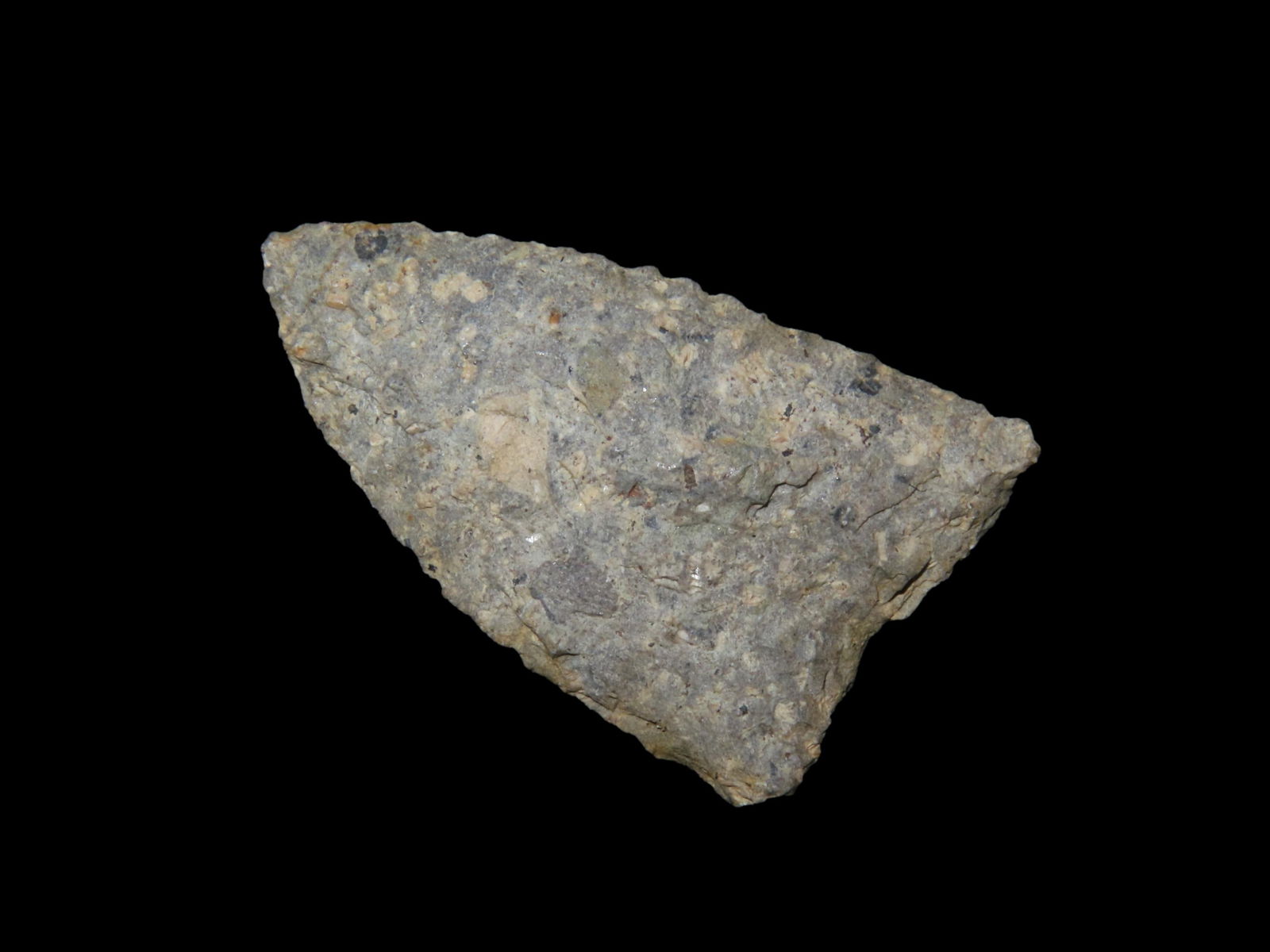 1 3/8" Early Paleo 14,000-9000 B.P. Grey Rhyolite, Attleboro Massachuesetts, Marvin Farm / Beaver (1 of 4)