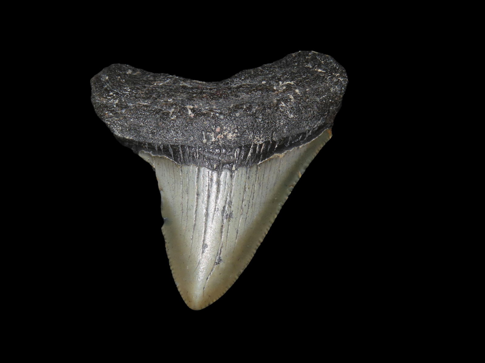 2.159" Megalodon Fozzilized Shartk Tooth, South Carolina (1 of 6)