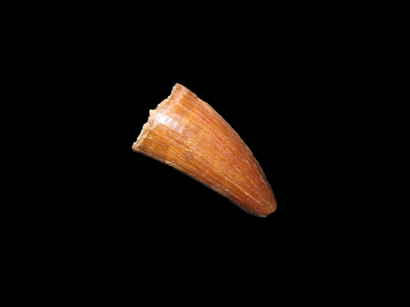 Fossil Spinosaurus Tooth, Dinosaur, Uppper Cretaceous Period, Prehistoric, Found in Egypt, 112 MYO -: Fossil Spinosaurus Tooth, Dinosaur, Uppper Cretaceous Period, Prehistoric, Found in Egypt, 112 MYO - 72 MYO