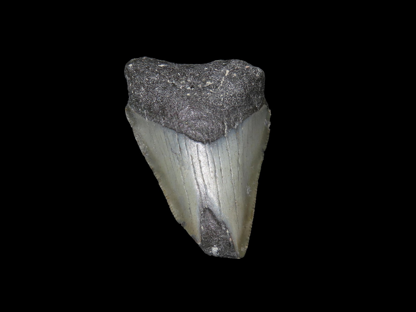 2.325" Megalodon Fozzilized Shartk Tooth, South Carolina (1 of 6)
