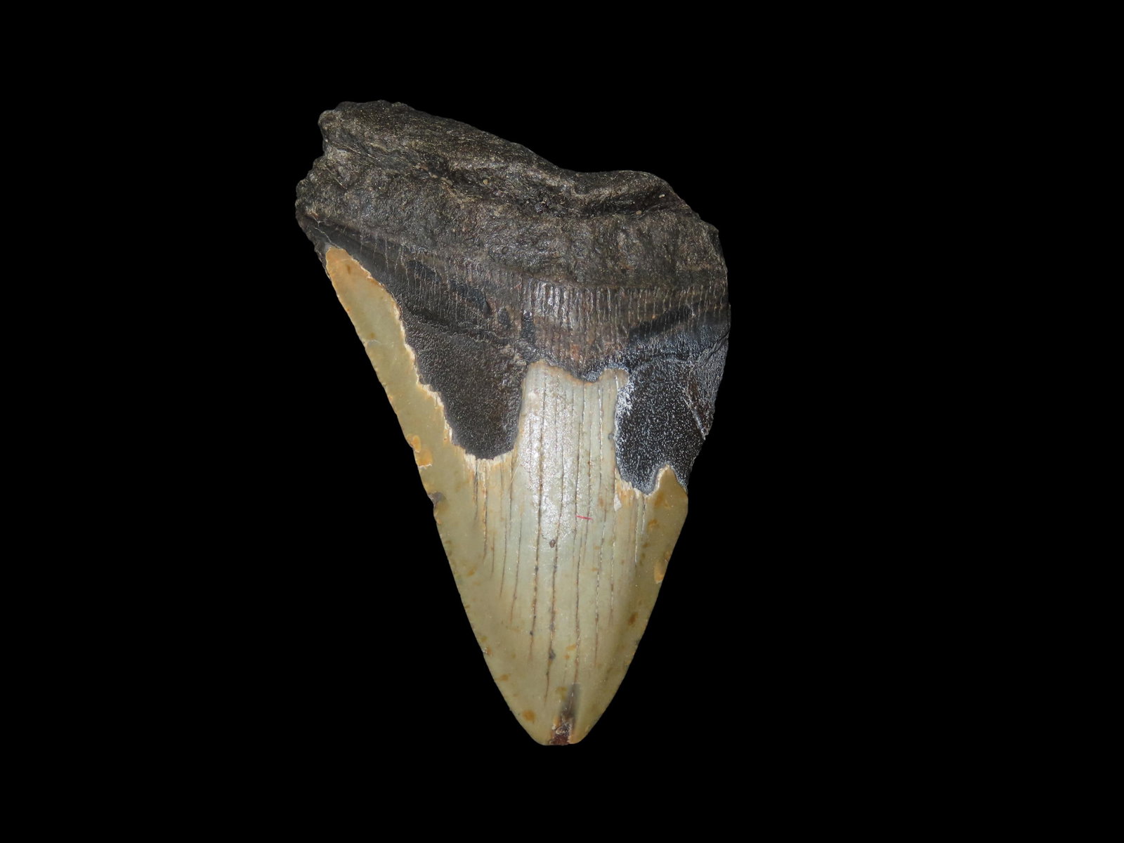 4 1/4" Megalodon Fozzilized Shartk Tooth, South Carolina (1 of 6)