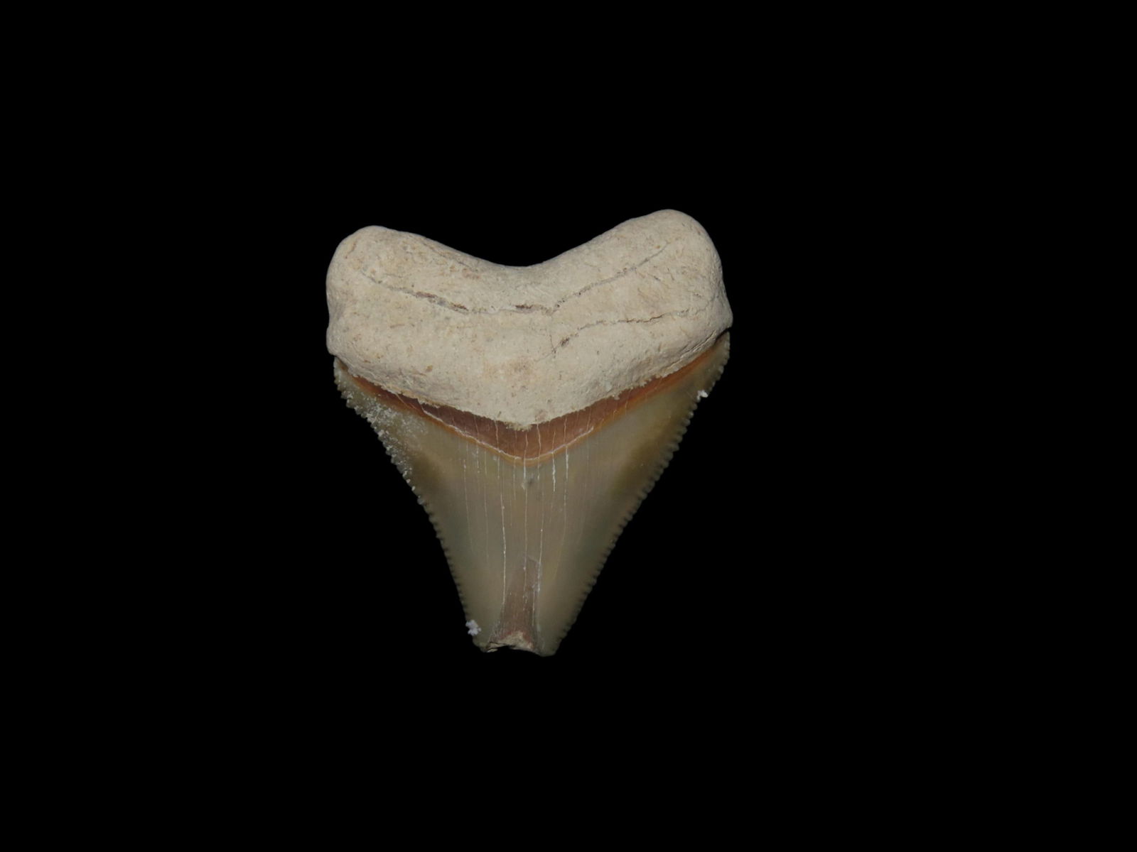 Rare Bone, Valley Florida, Shark Tooth Fossil (1 of 6)