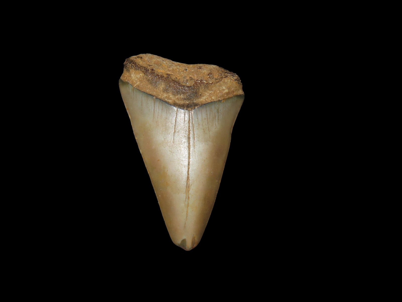 2 1/8" Mako Shark Fossil, Found in Florida, Miocene to Pliocene eposchs 20 to 3 million years ago: 2 1/8" Mako Shark Fossil, Found in Florida, Miocene to Pliocene eposchs 20 to 3 million years ago