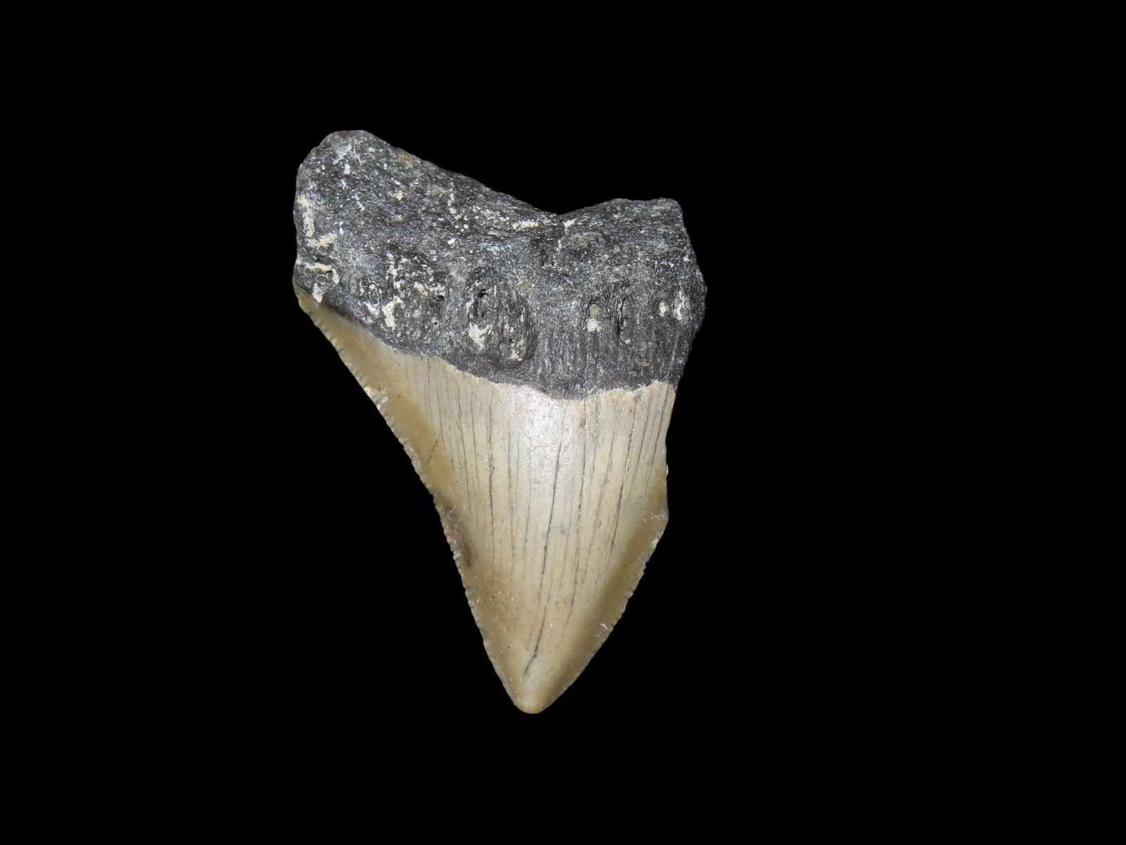 2.490" Long Megalodon Shark Tooth Fossil, Found off the Coast of Florida, Dinosaur Era, 23 to 3.6 (1 of 6)