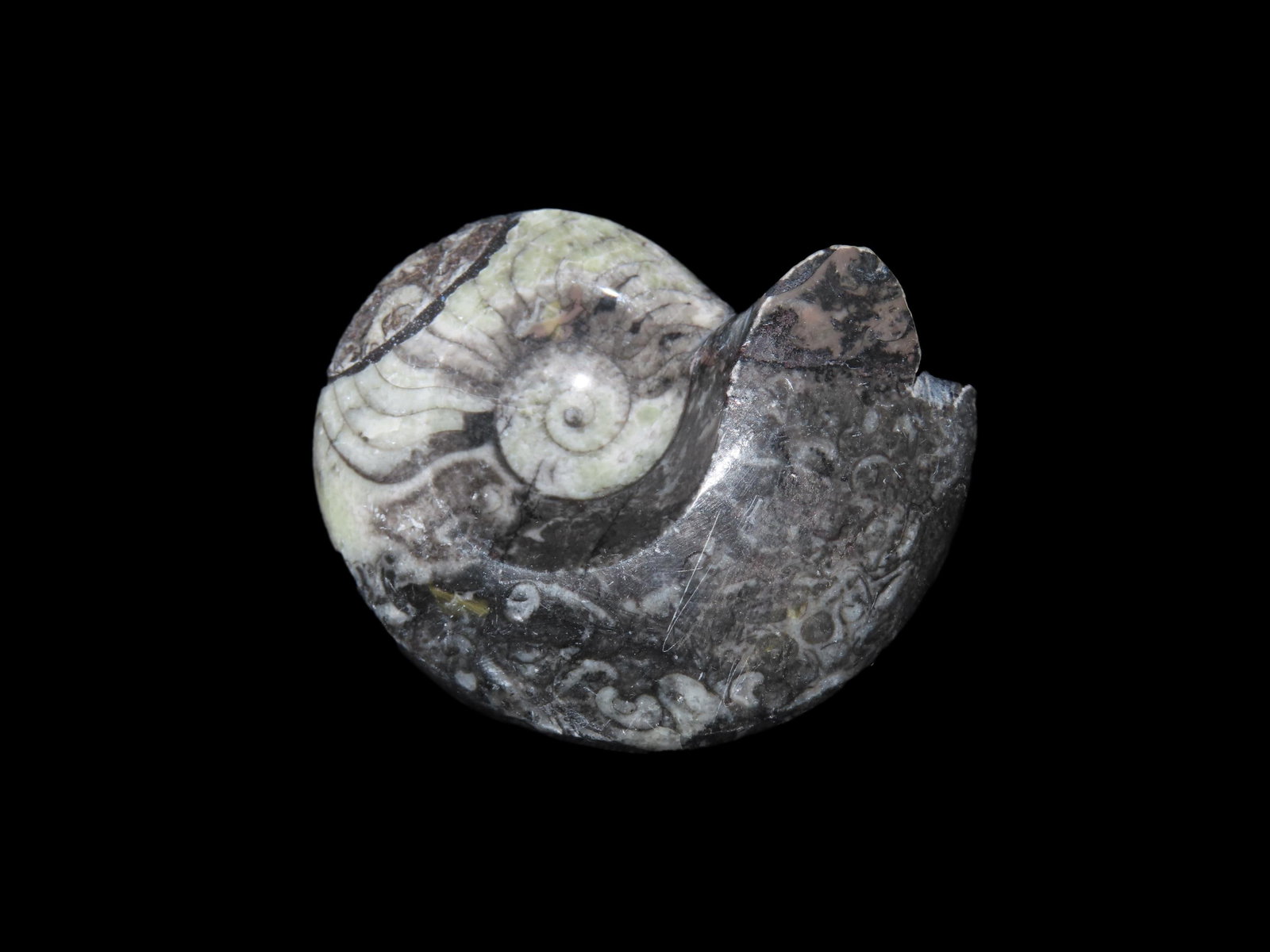 Fossil Amonite 408 to 65 Millinoin Years Old, Paleozoic to Mesozoic Era: Fossil Amonite 408 to 65 Millinoin Years Old, Paleozoic to Mesozoic Era